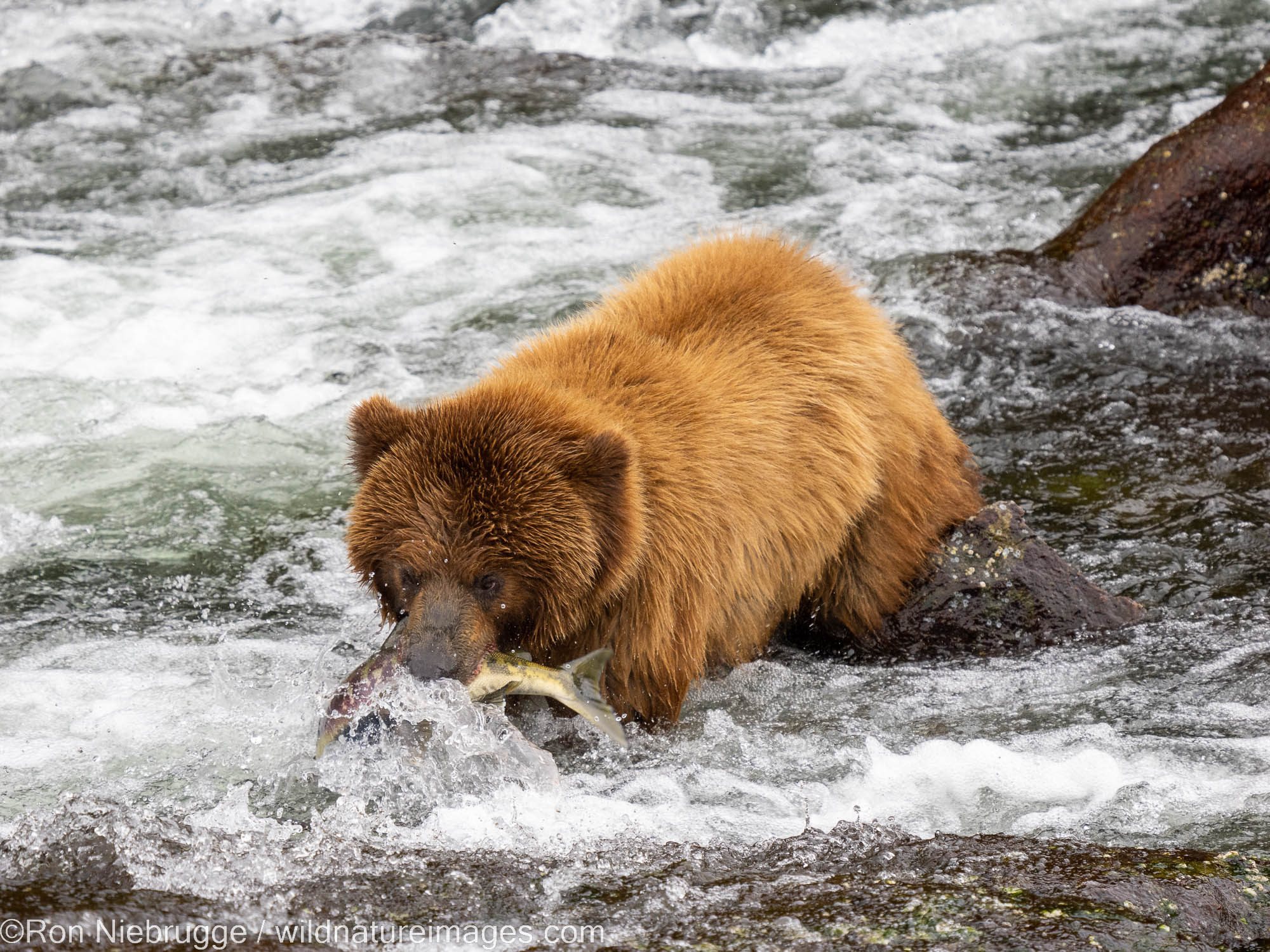 Brown bear, Tongass National Forest, Alaska.