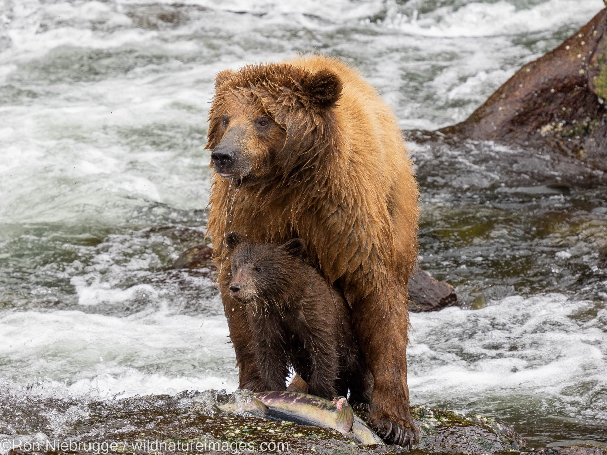 Brown bear, Tongass National Forest, Alaska.