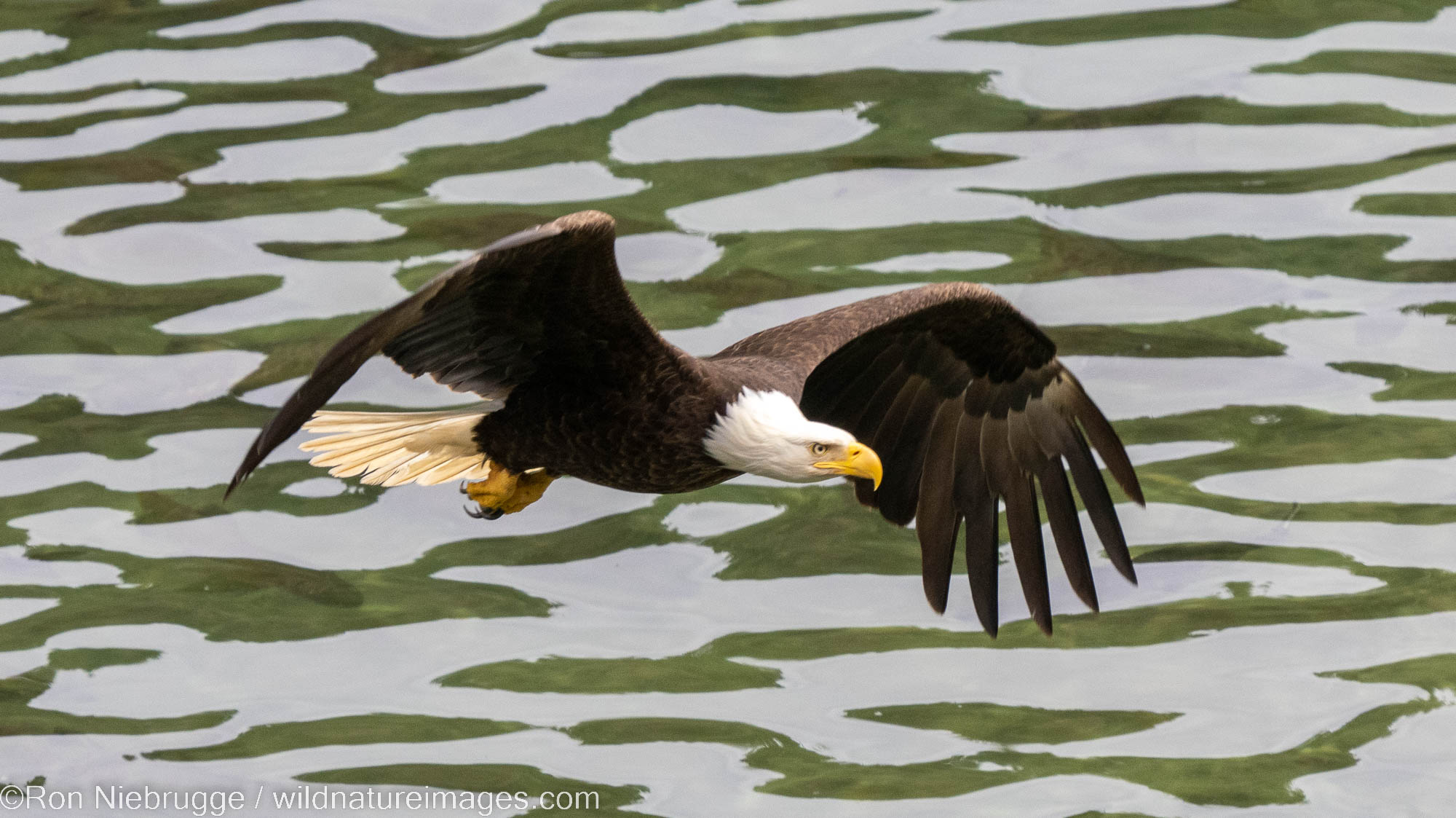 Bald Eagle, Tongass National Forest, Alaska.
