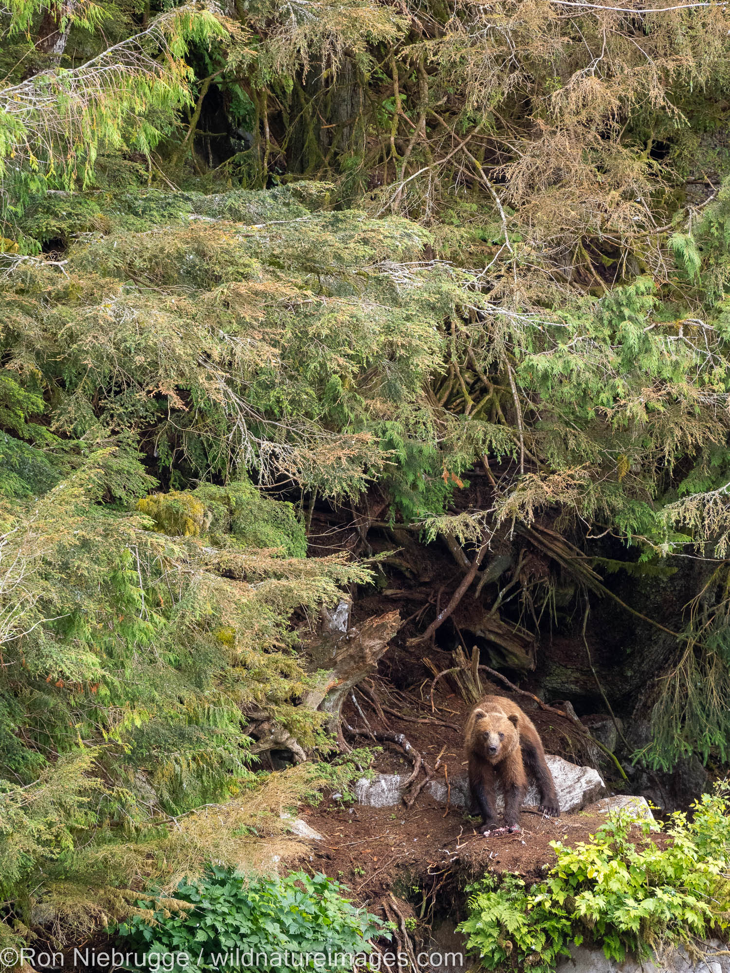 Brown bear, Tongass National Forest, Alaska.