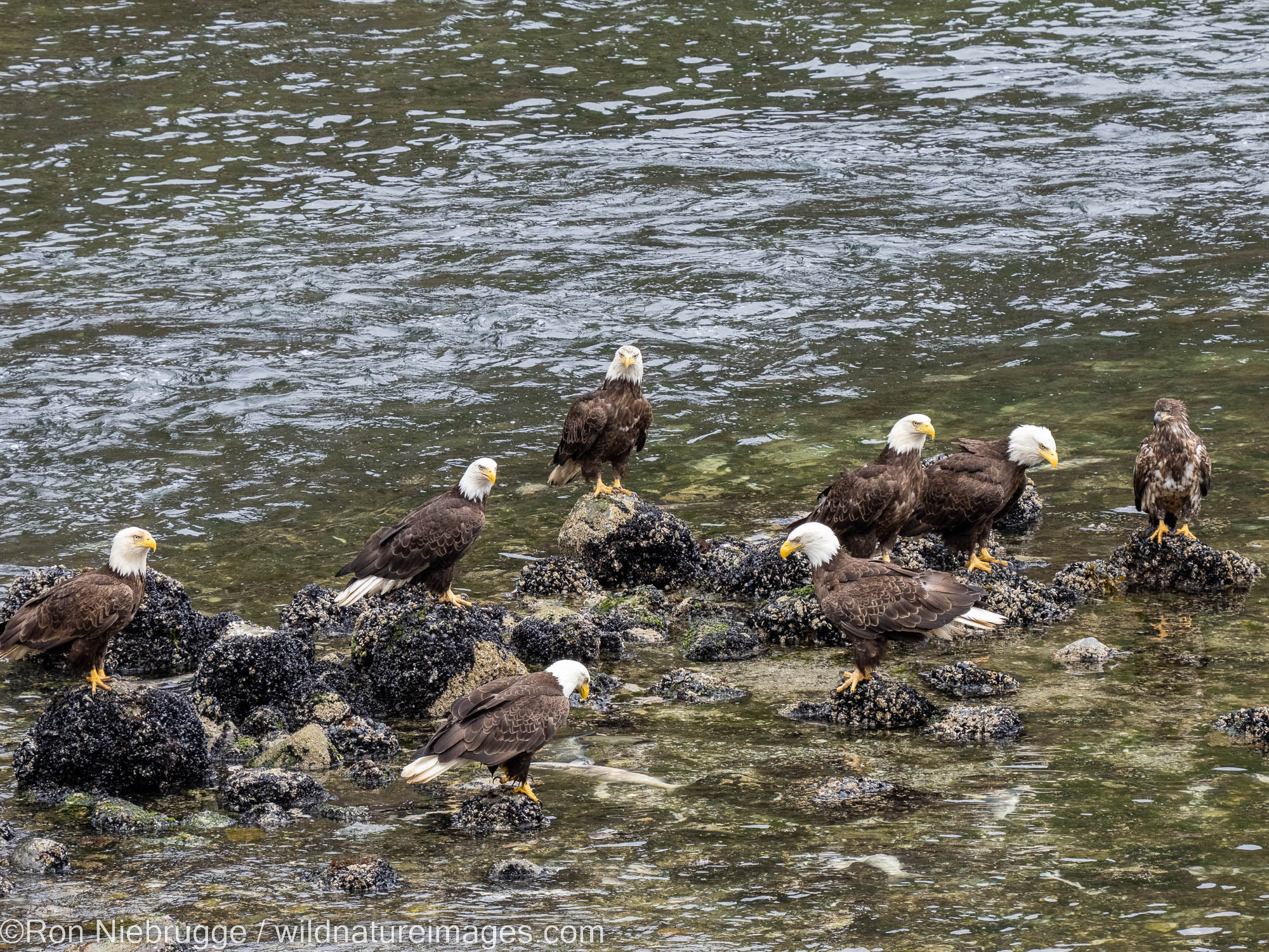 Bald Eagles, Tongass National Forest, Alaska.