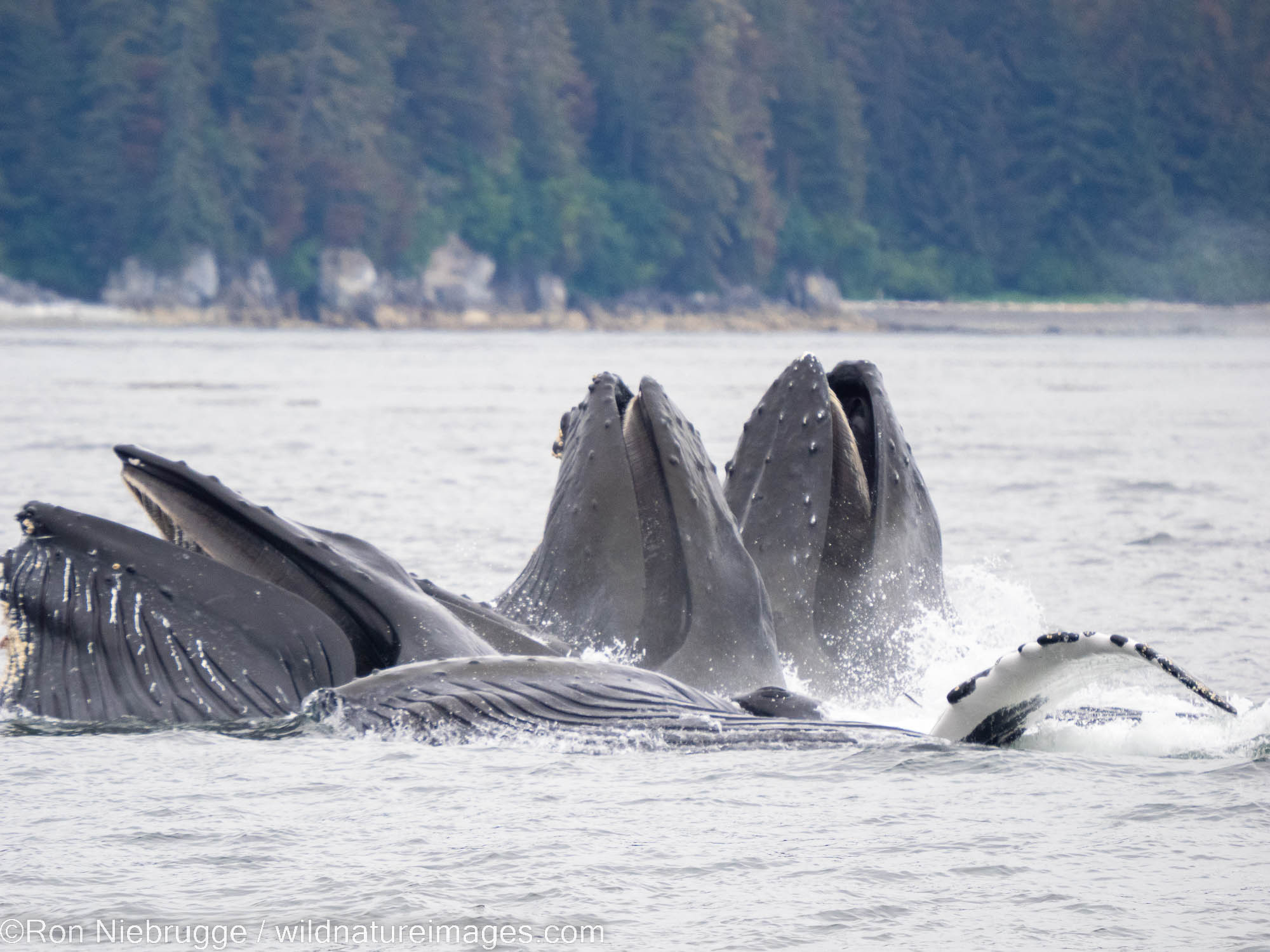 Humpback whale, Tongass National Forest, Alaska.