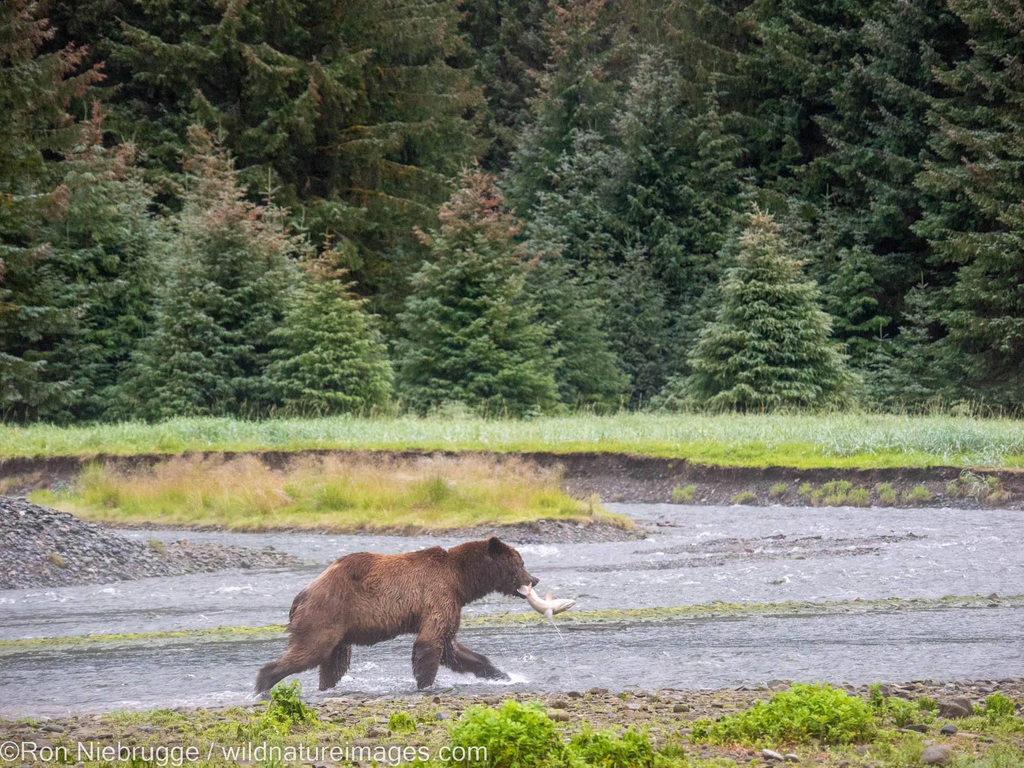 Brown bear, Windfall Harbor, Pack Creek Wildlife Sanctuary, Tongass National Forest, Alaska.