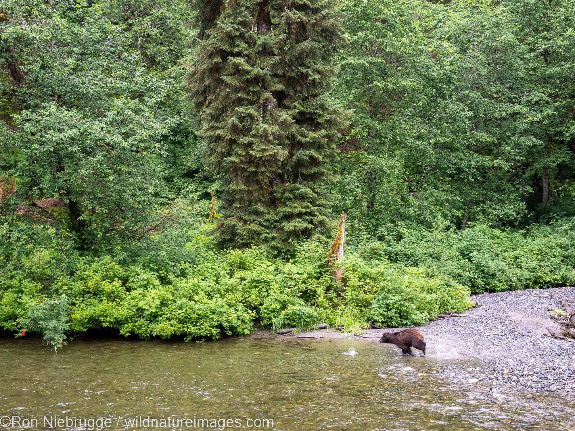 Brown bear, Pack Creek Wildlife Sanctuary, Tongass National Forest, Alaska.