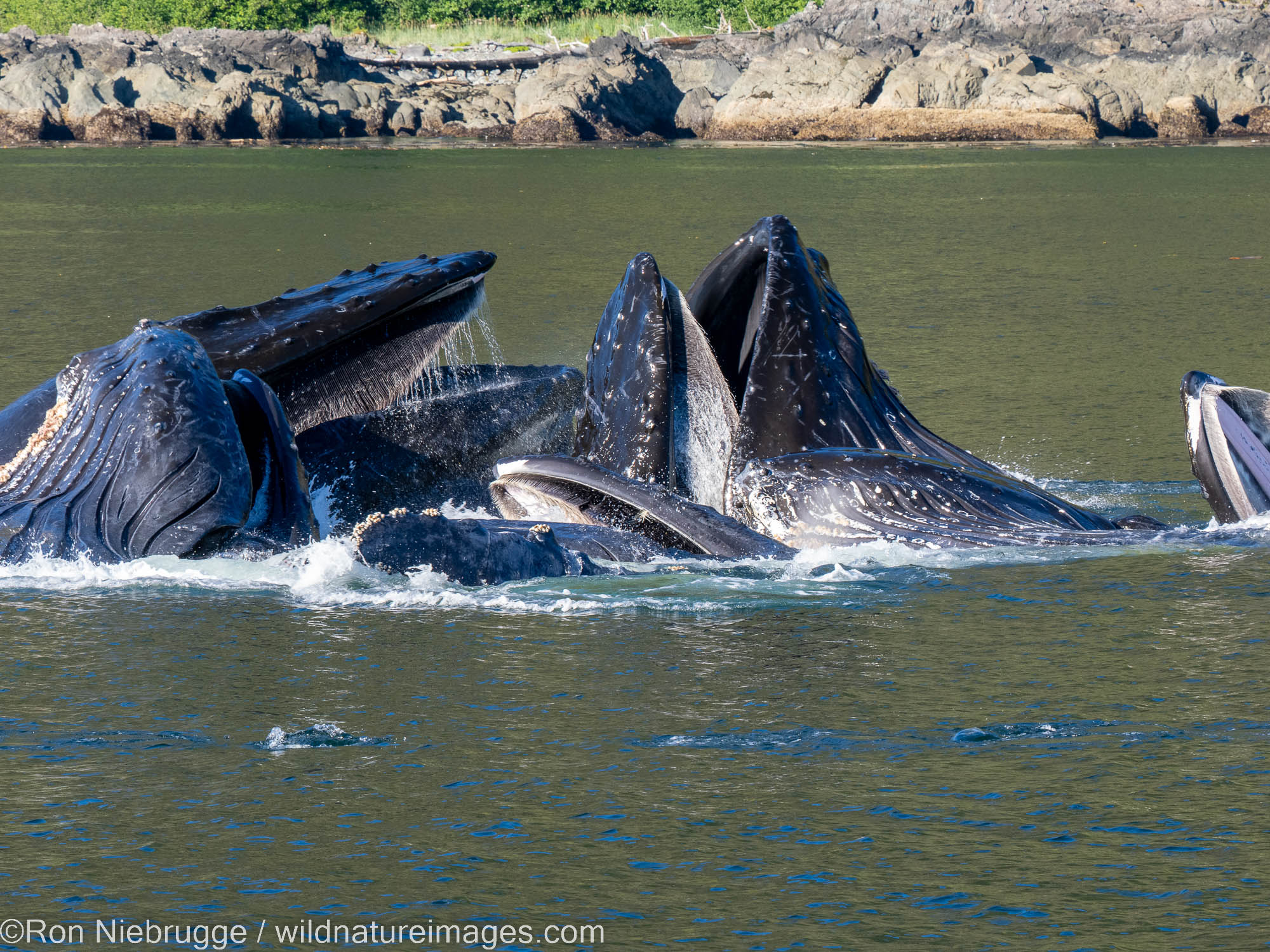Humpback whale, Tongass National Forest, Alaska.