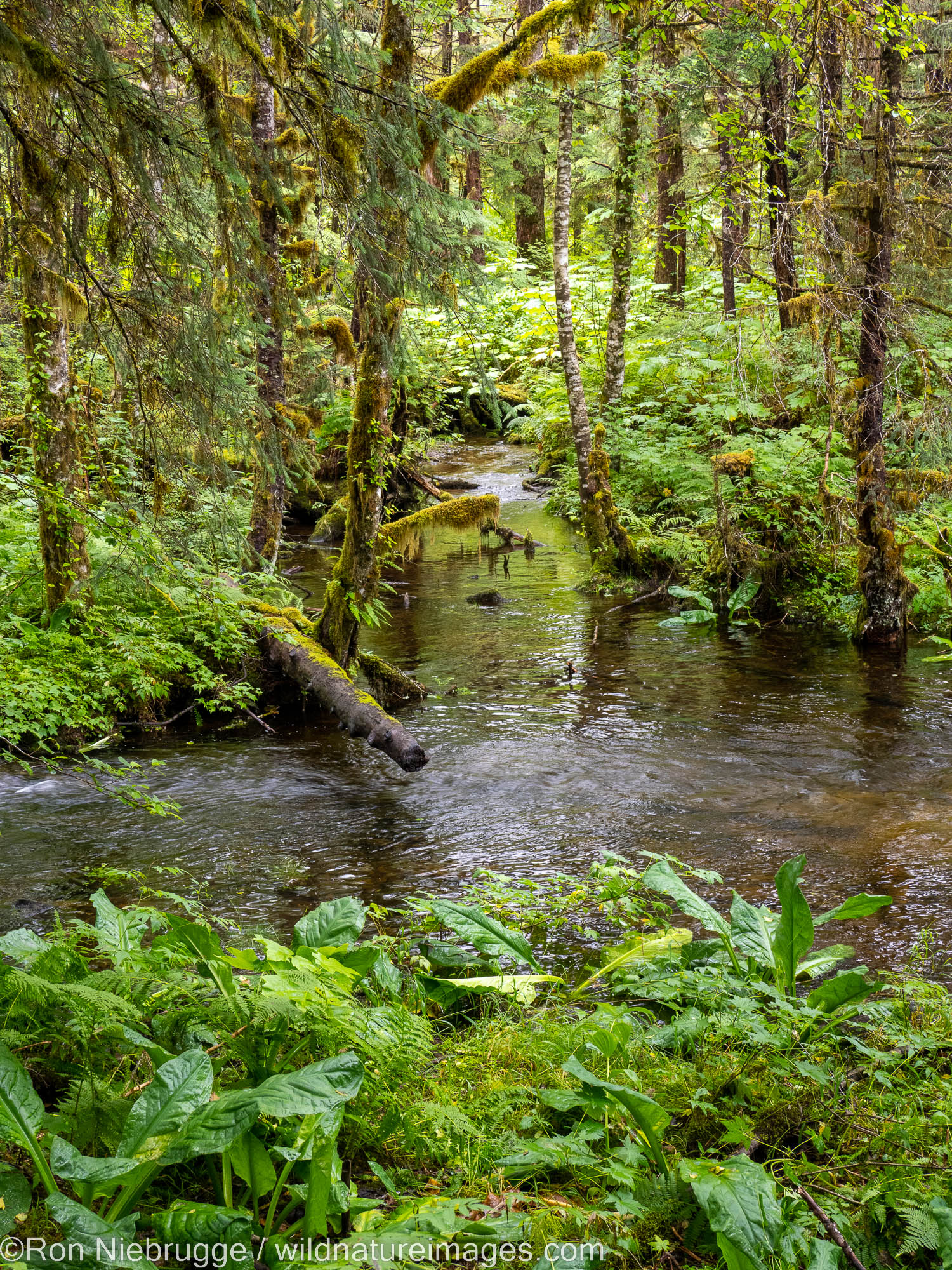 Mill Creek Trail, Tongass National Forest, Wrangell, Alaska.