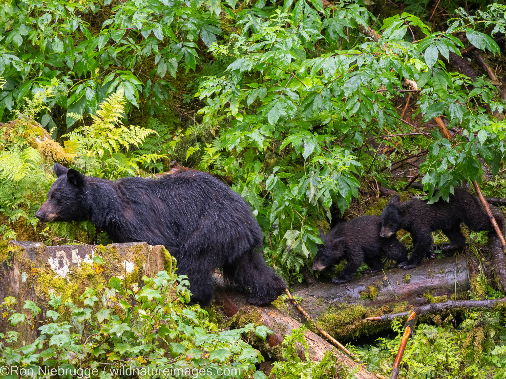 Anan Bear Observatory, Tongass National Forest, Alaska.