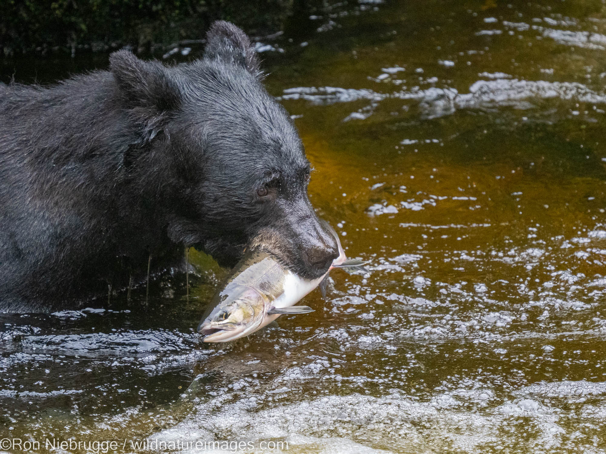 Anan Bear Observatory, Tongass National Forest, Alaska.