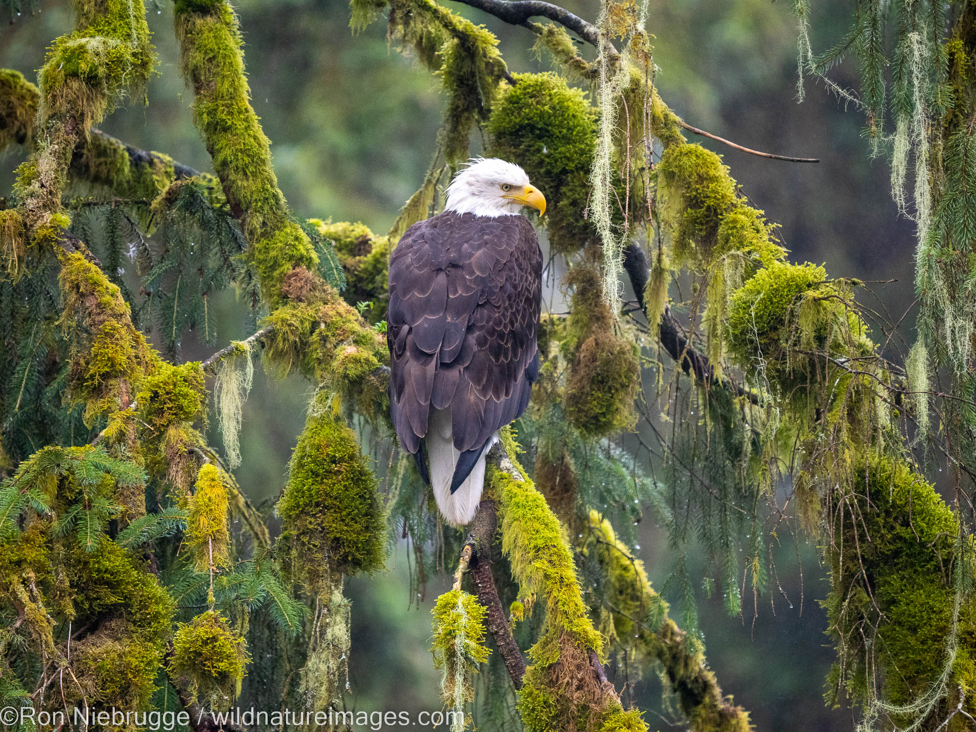 Anan Bear Observatory, Tongass National Forest, Alaska.