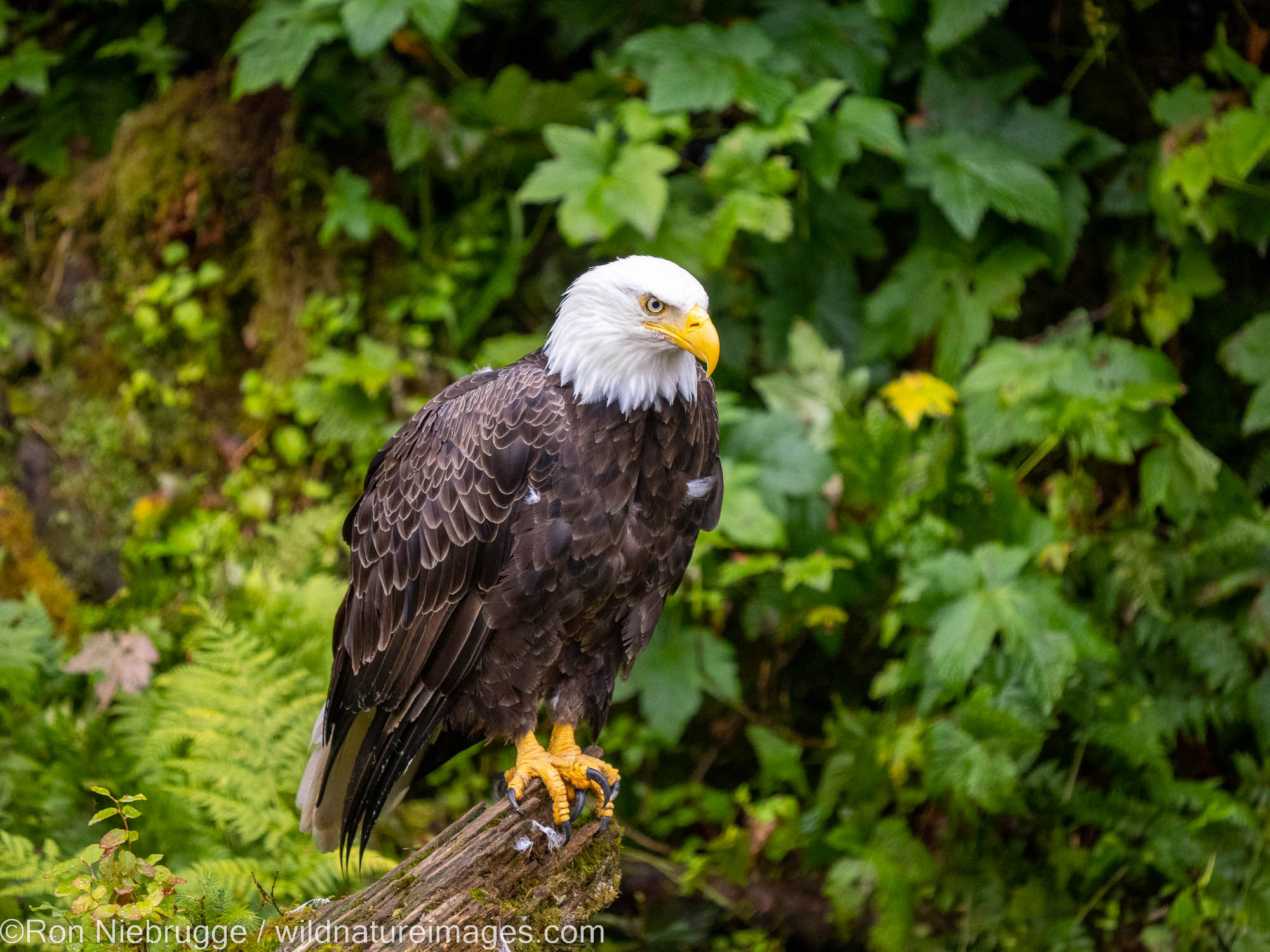 Bald eagles at Anan Bear Observatory, Tongass National Forest, Alaska.