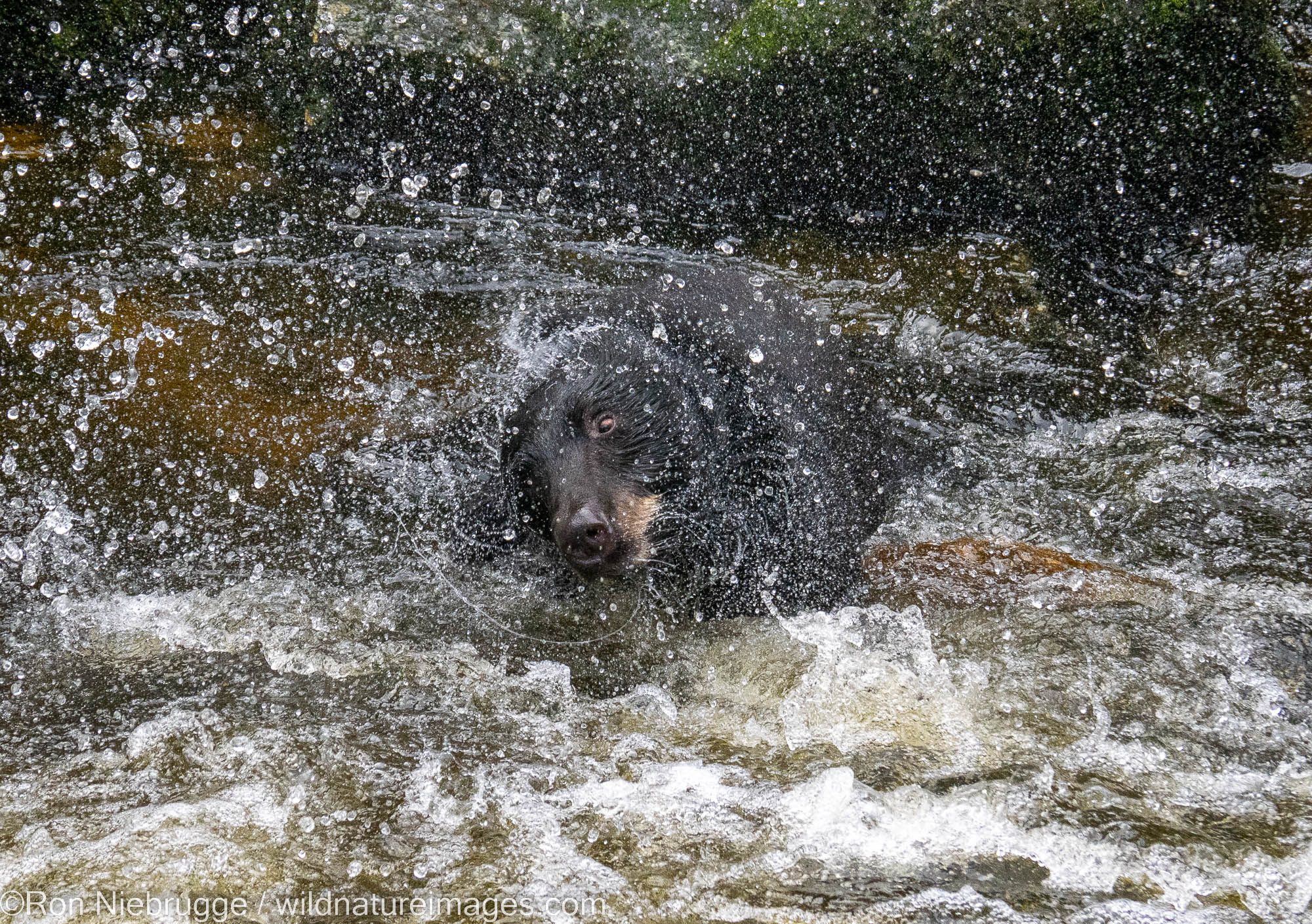 Black bears at Anan Bear Observatory, Tongass National Forest, Alaska.