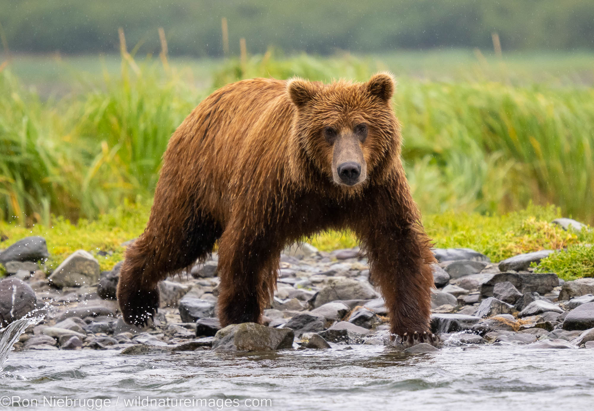 A Brown or Grizzly Bear, Katmai National Park, Alaska.