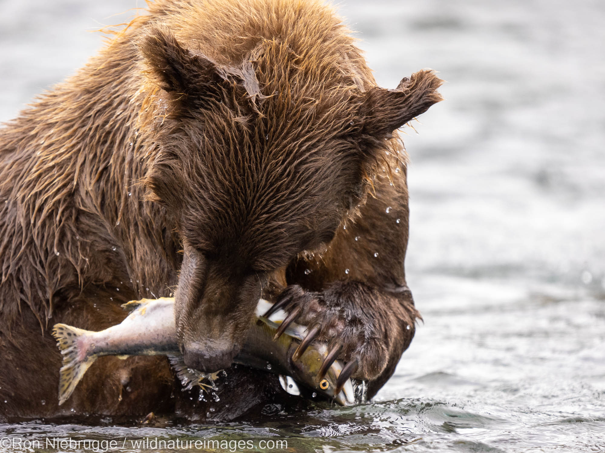 A Brown or Grizzly Bear, Katmai National Park, Alaska.