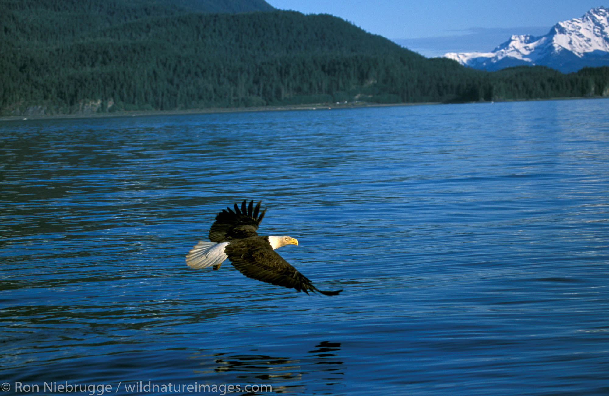 Bald Eagle (Haliaeetus leucocephalus).  Juneau, Southeast, Alaska.