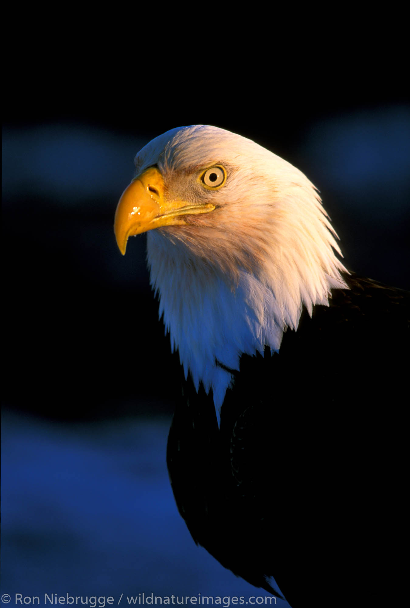 Bald Eagle (Haliaeetus leucocephalus).  Kenai Peninsula, Homer, Alaska.