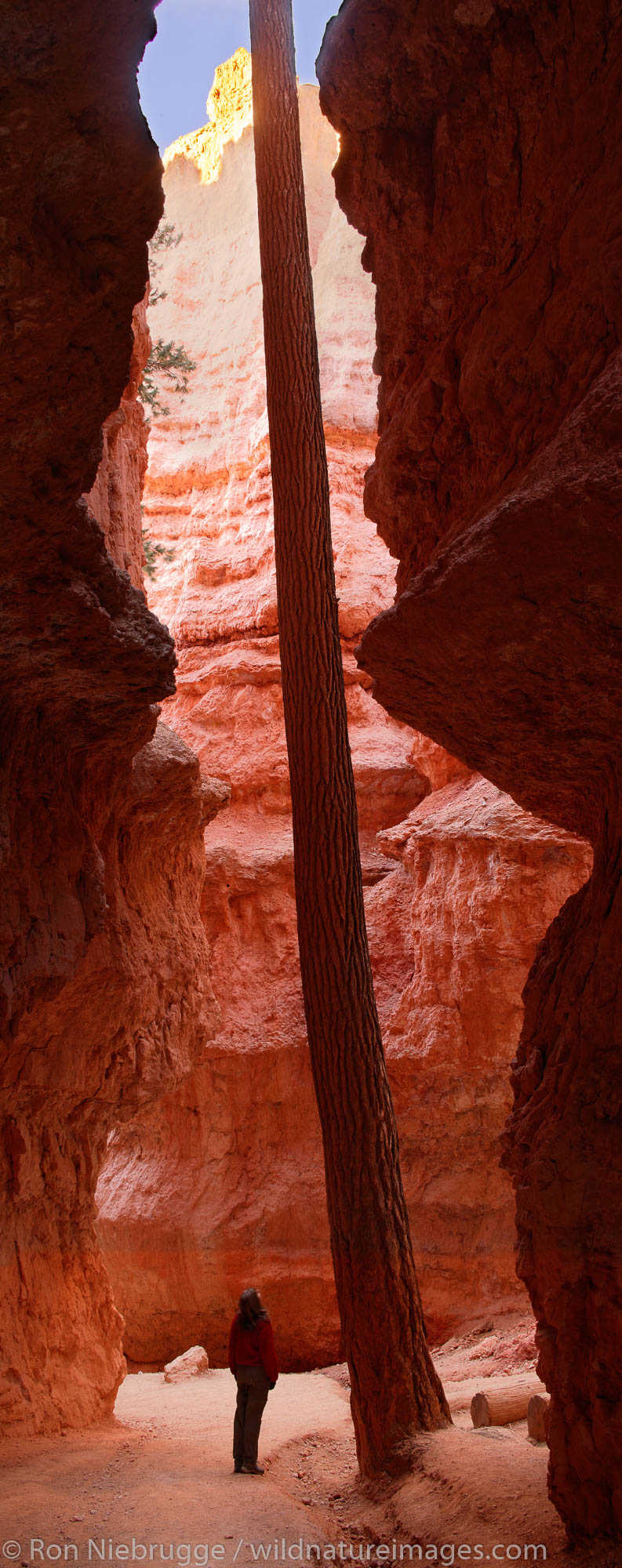 Bryce National Park, Utah A visitor (model released) views a Douglas Fir on Wall Street, Navajo Loop Trail, Bryce National Park, Utah. Image consists...