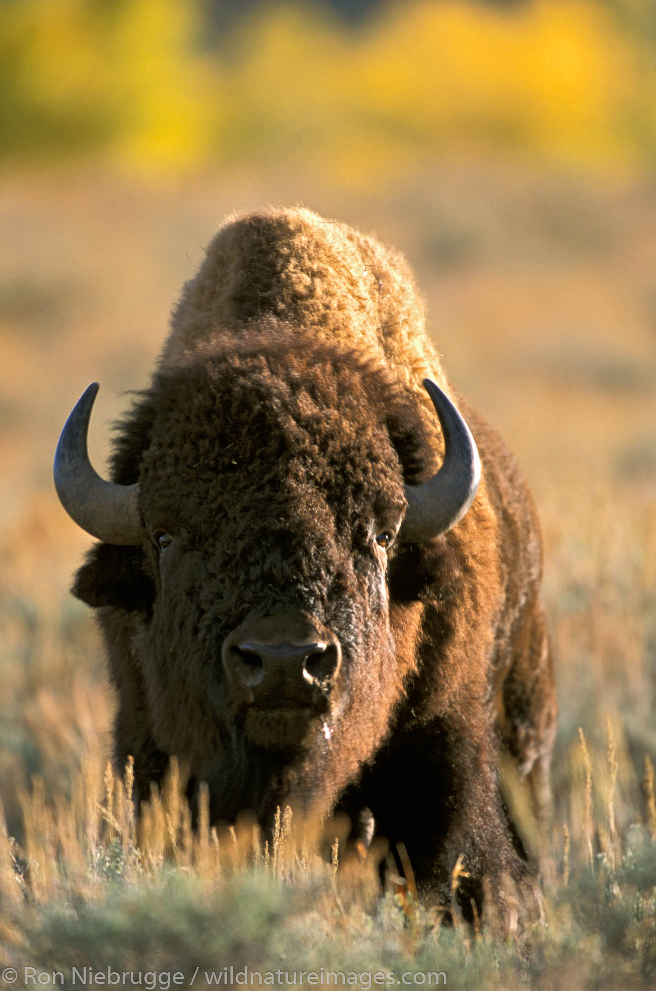Buffalo Wyoming Photos by Ron Niebrugge