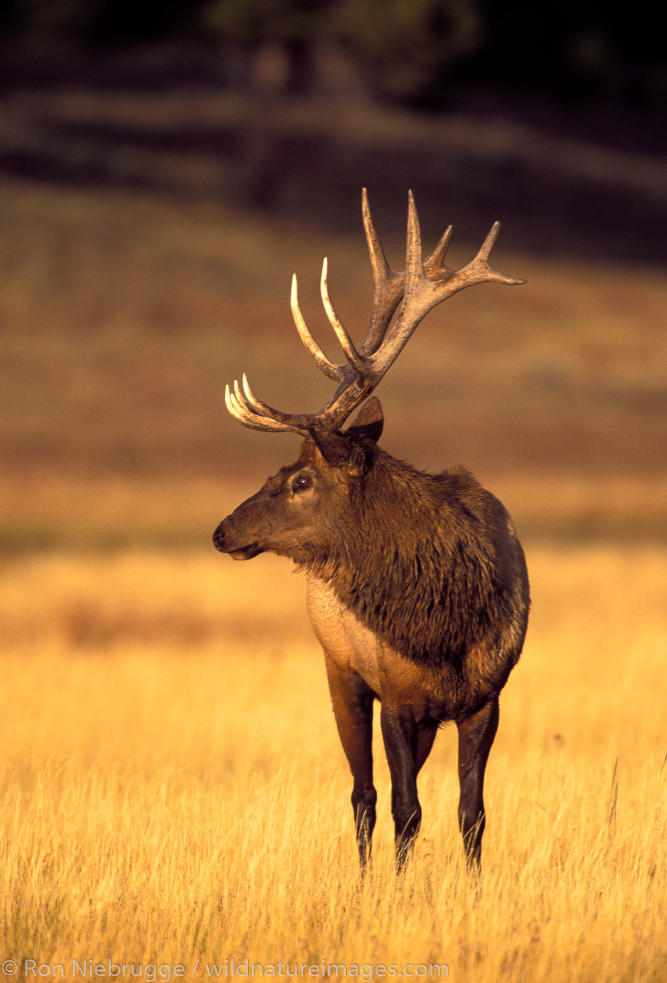 Bull elk, Yellowstone National Park, Wyoming.