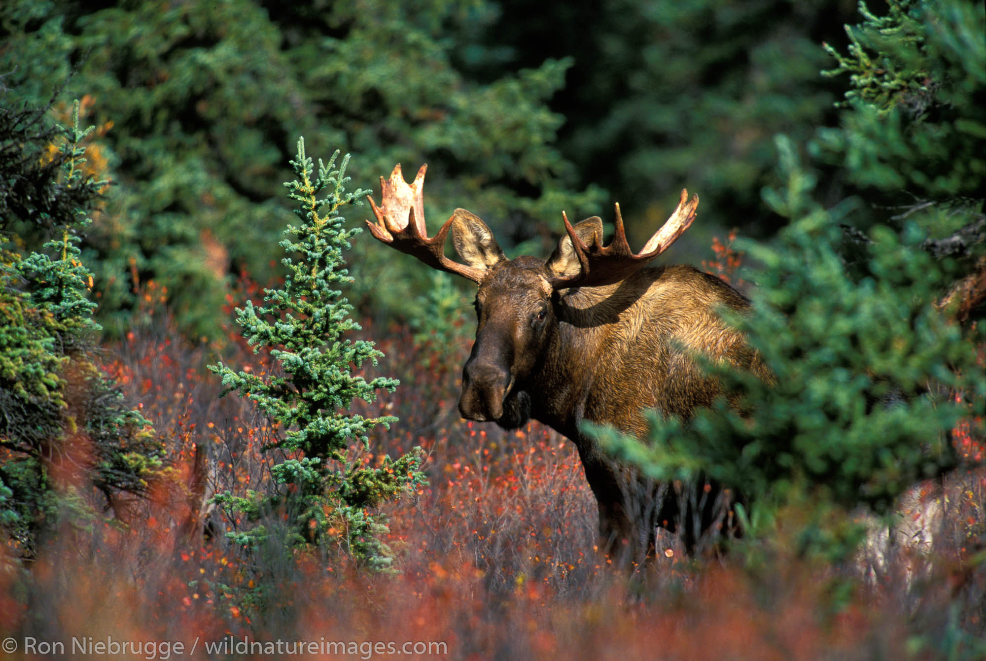 Bull Moose, Denali National Park, Alaska.