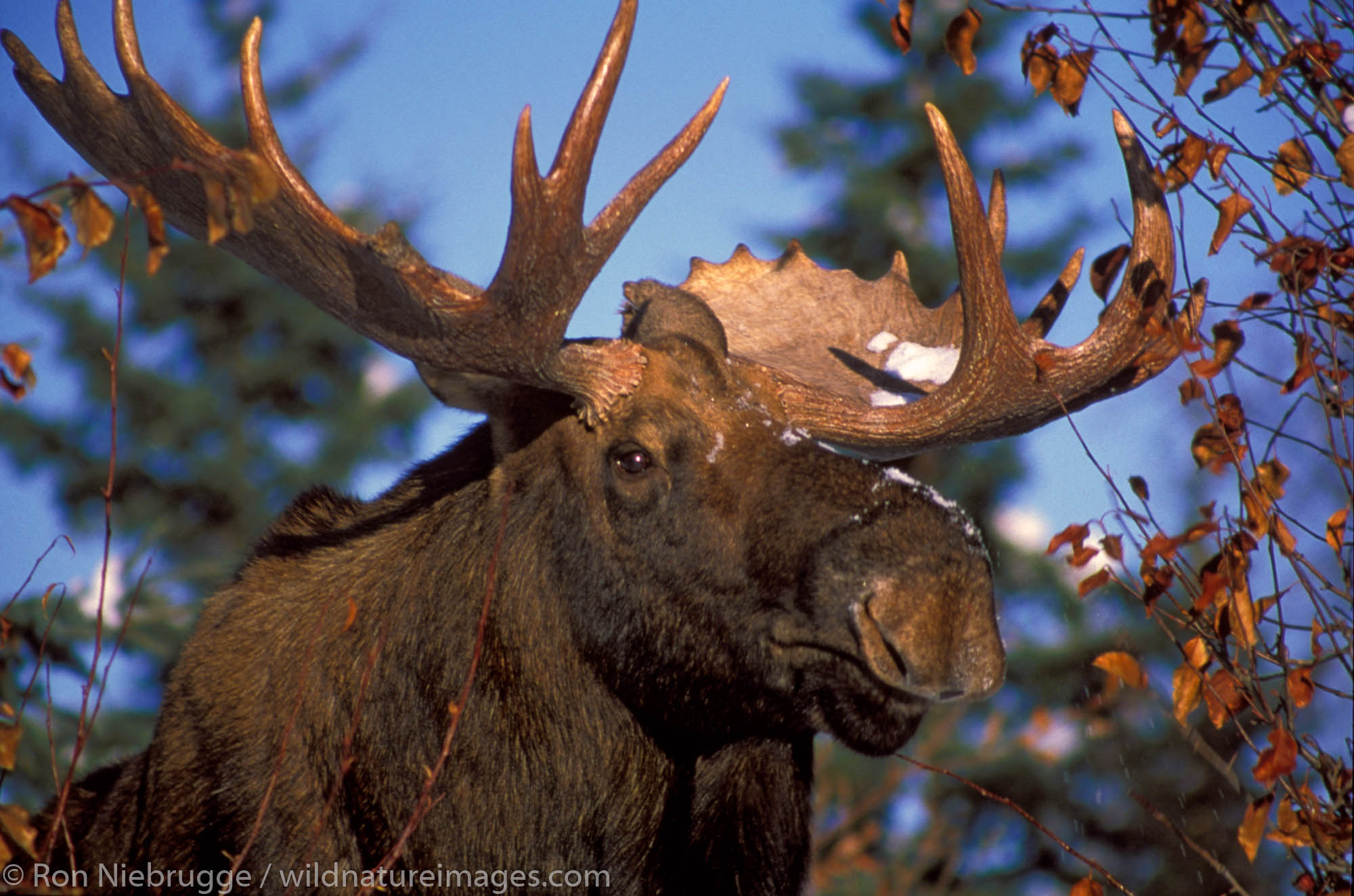 Bull Moose Anchorage, Alaska Photos by Ron Niebrugge