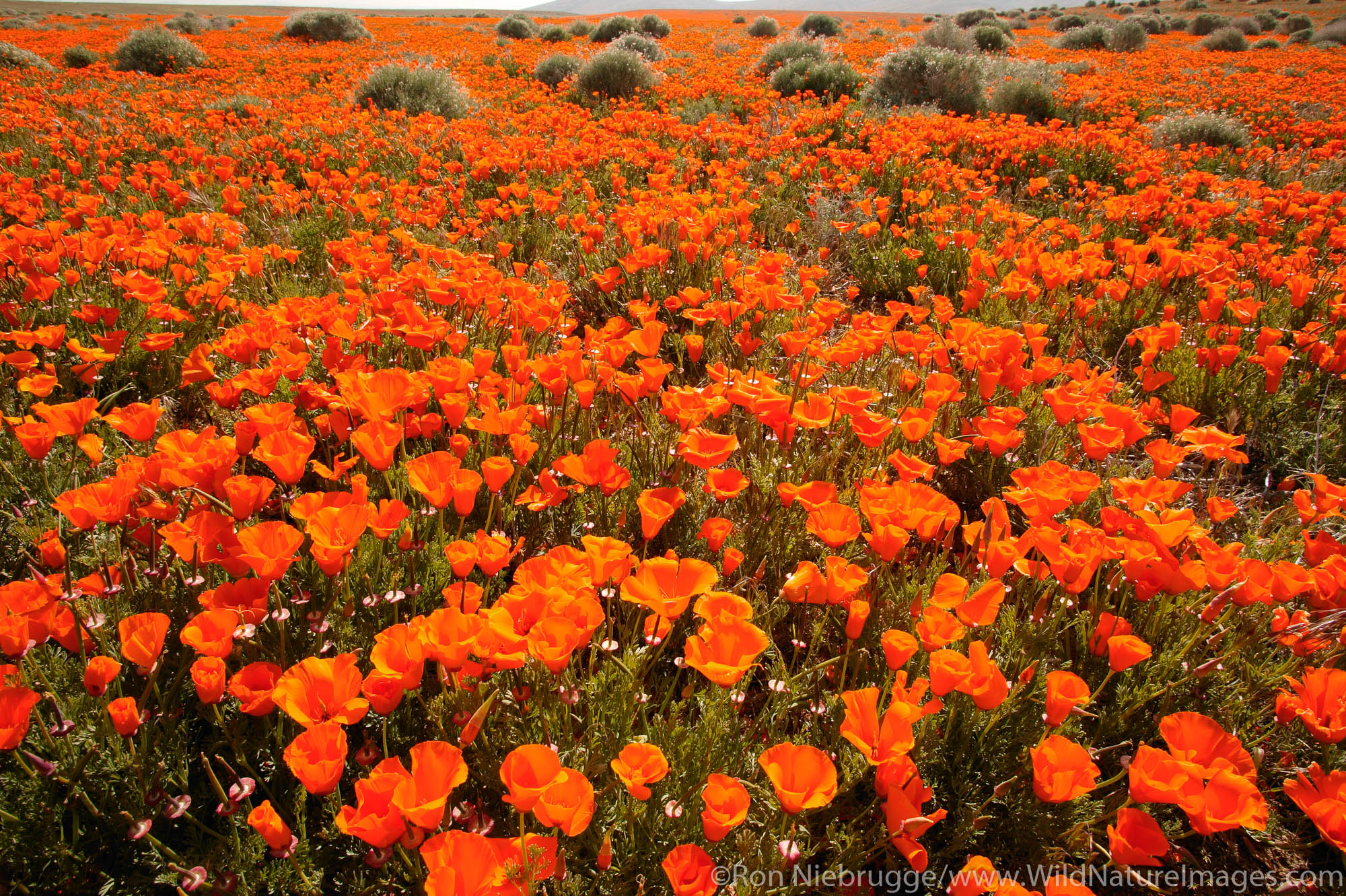 California Poppy (Eschscholzia californica).  Antelope Valley California Poppy Reserve.  Mojave Desert, California.