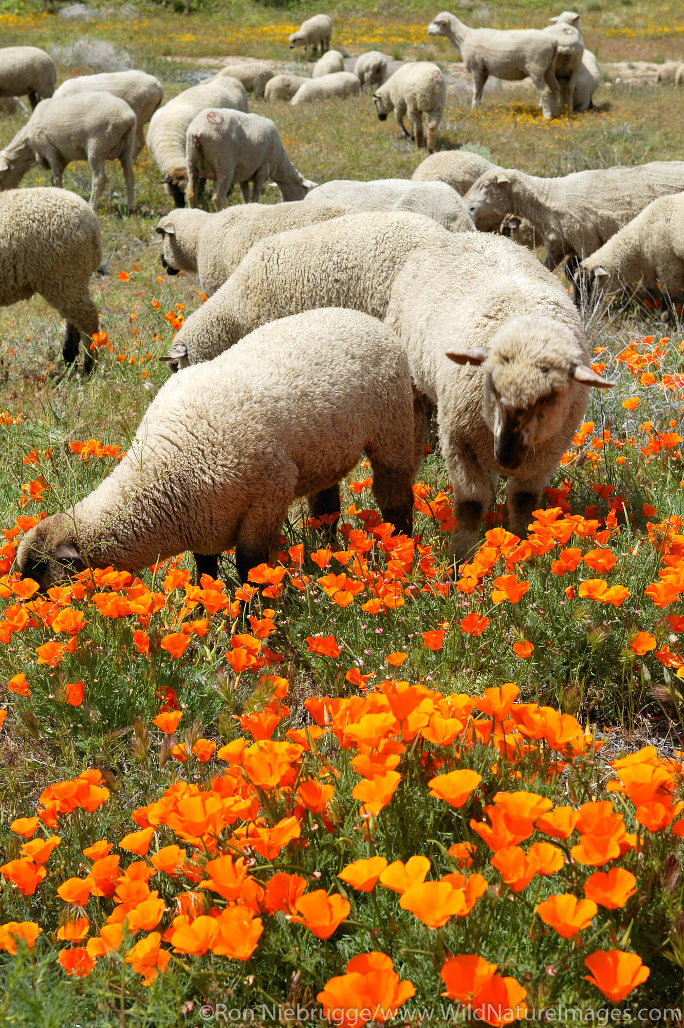 Sheep graze in Poppy Field (Eschscholzia californica).  Mojave Desert, Lancaster, California.