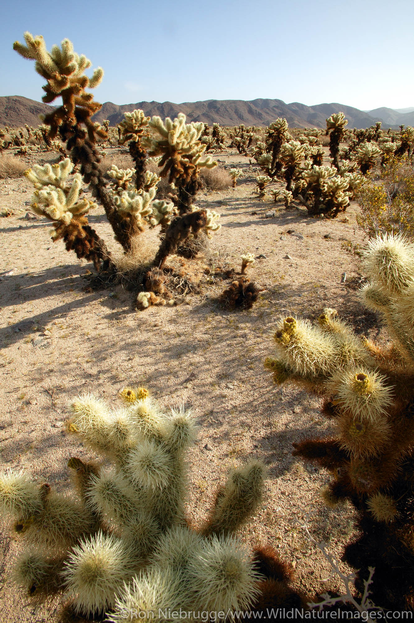 Joshua Tree National Park Cholla Cactus Garden Teddybear Cholla (Opuntia bigelovii). Joshua Tree National Park, California.