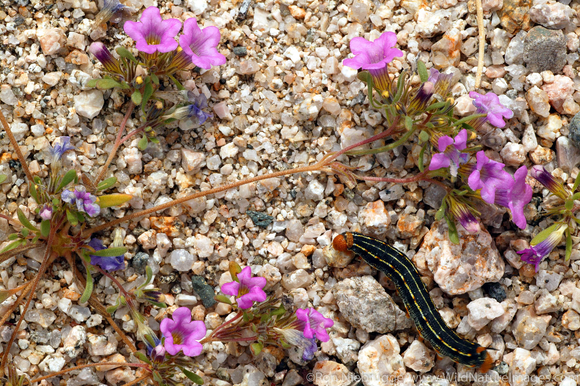 Joshua Tree National Park Caterpillar among Purple Mat (Nama demissum). Joshua Tree National Park, California.