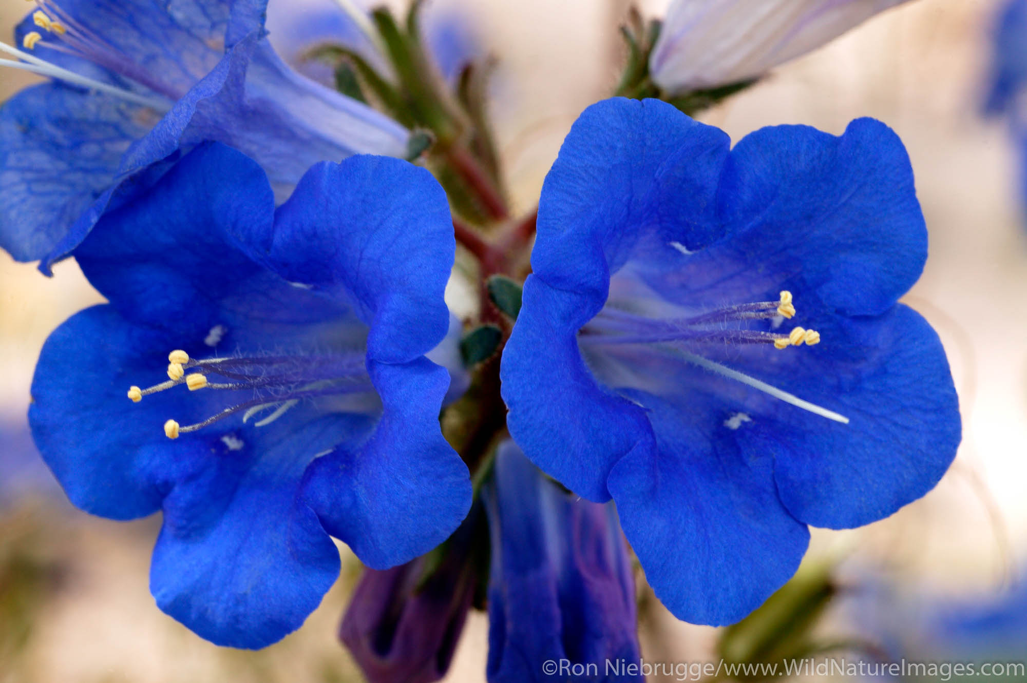 Joshua Tree National Park Desert Bell (Phacelia campanularia). Joshua Tree National Park, California.