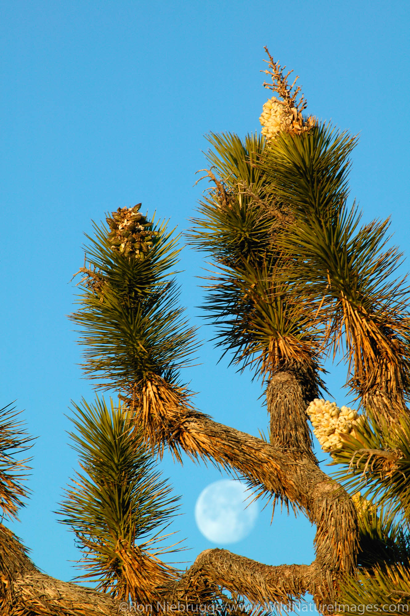 Joshua Tree in bloom with full moon (Yucca brevifolia). Mojave Desert, Pioneertown, California.