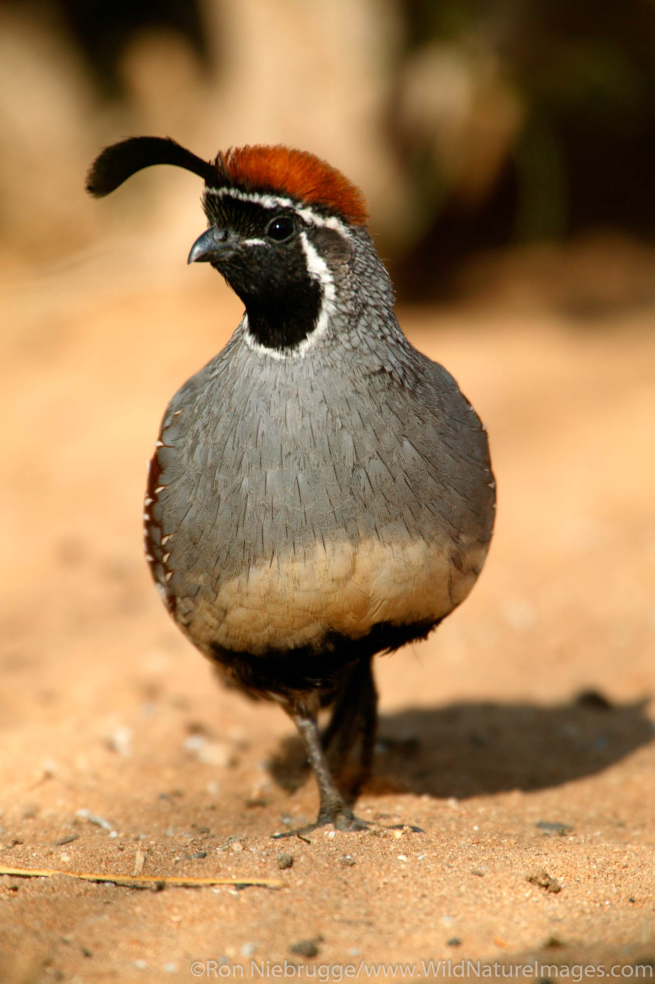 California Quail (Callipepla californica) Male.  Mojave Desert, Pioneertown, California.