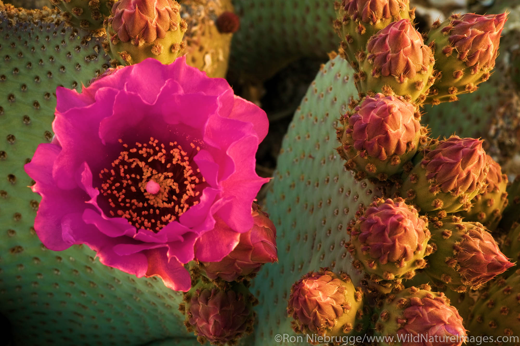 Beavertail Cactus (Opuntia basilaris) Flower, Pioneertown, California