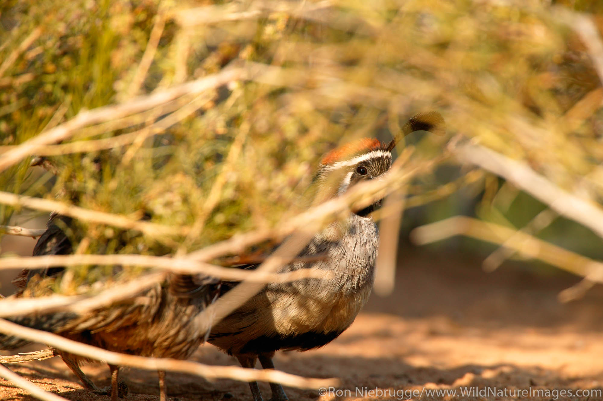 California Quail (Callipepla californica) Male, hiding in brush.  Mojave Desert, Pioneertown, California.