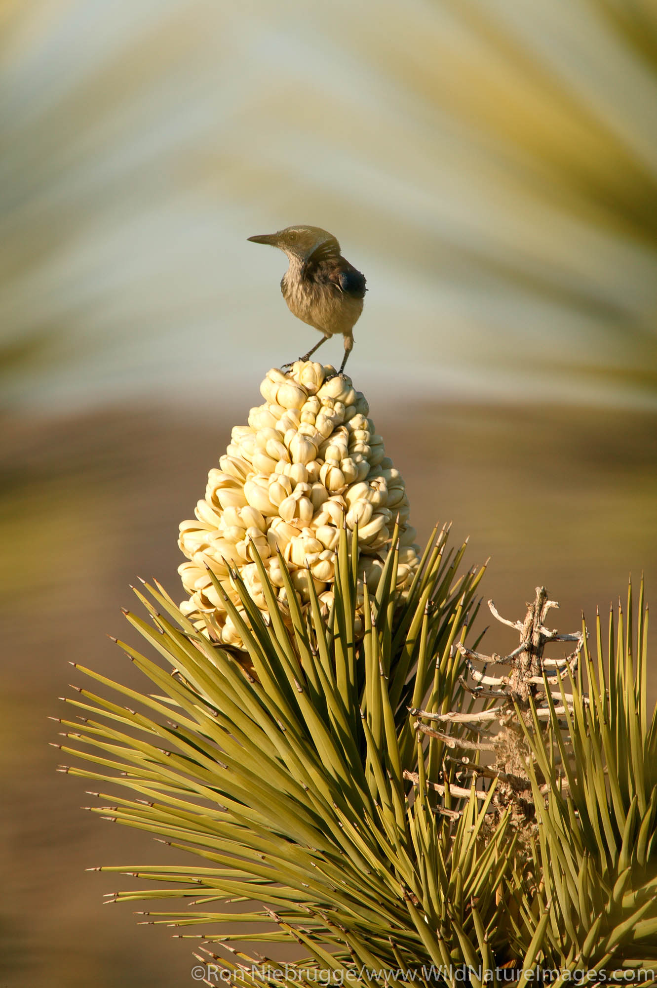 A bird on a Joshua Tree in bloom. (Yucca brevifolia).  Mojave Desert, Pioneertown, California.