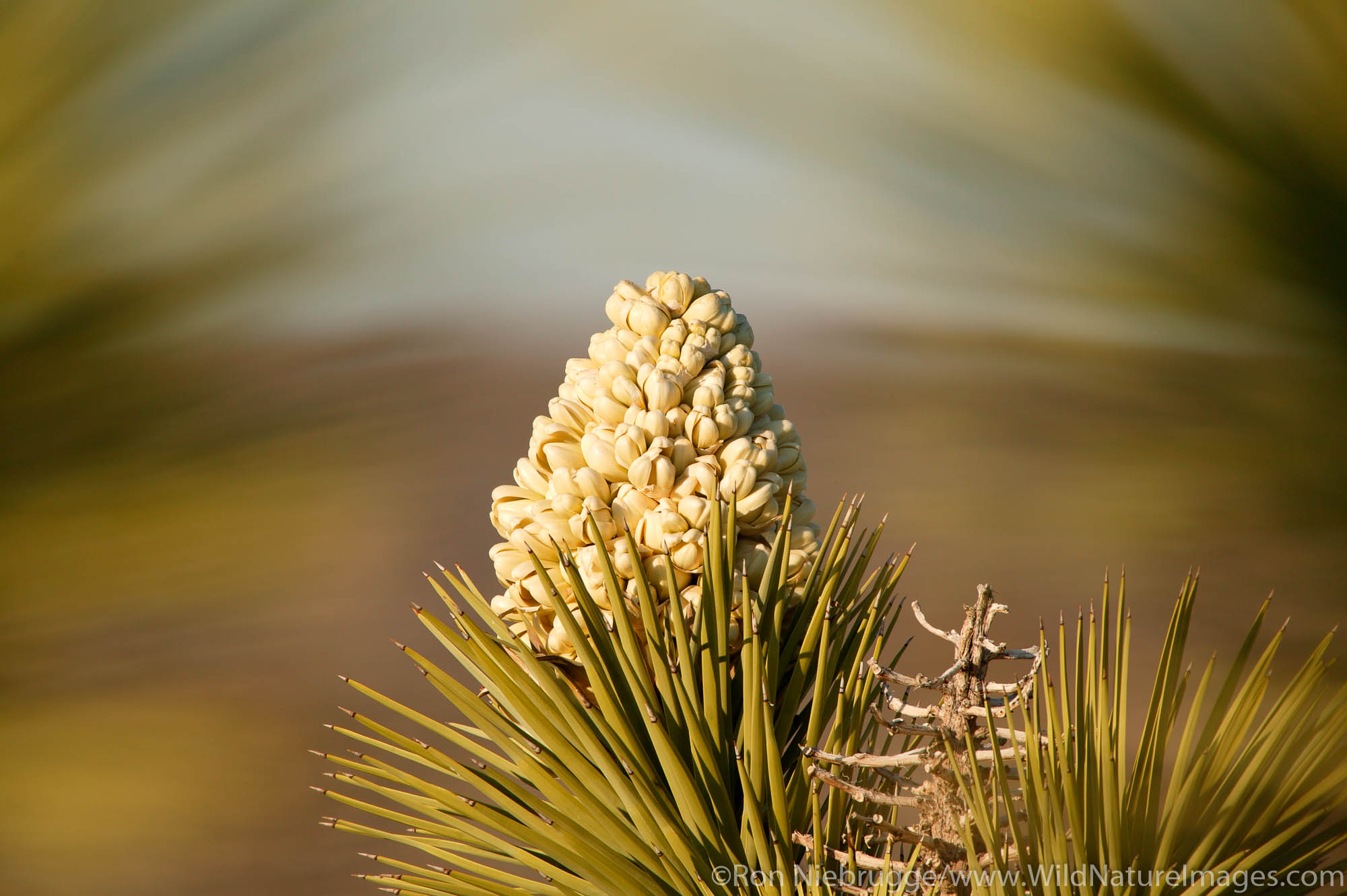 Joshua Tree in bloom. (Yucca brevifolia).  Mojave Desert, Pioneertown, California.
