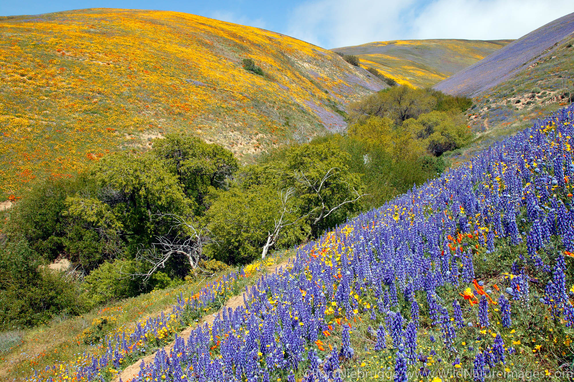 Wildflowers near Gorman, California