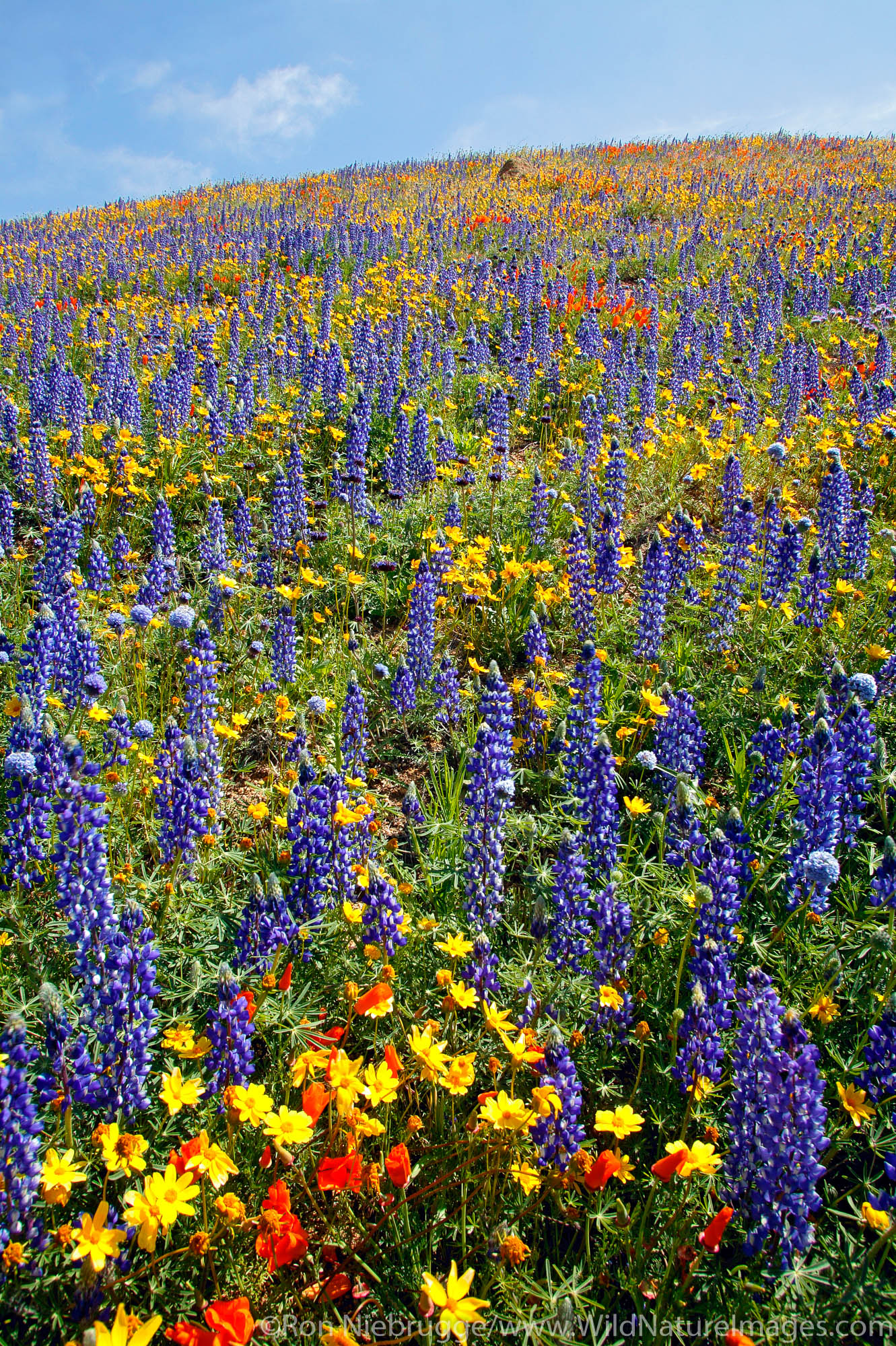 Wildflowers near Gorman, California.