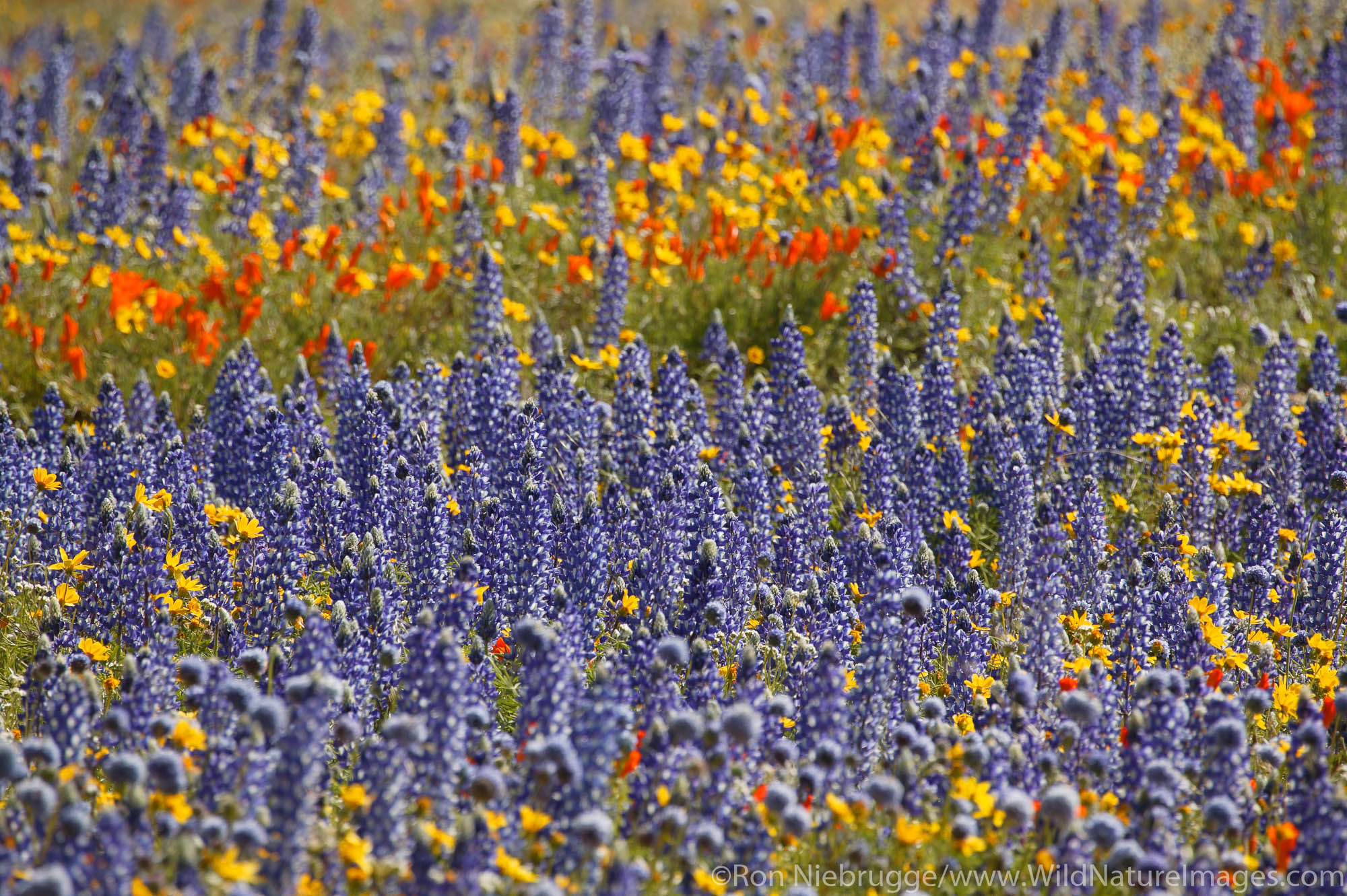 Wildflowers near Gorman, California