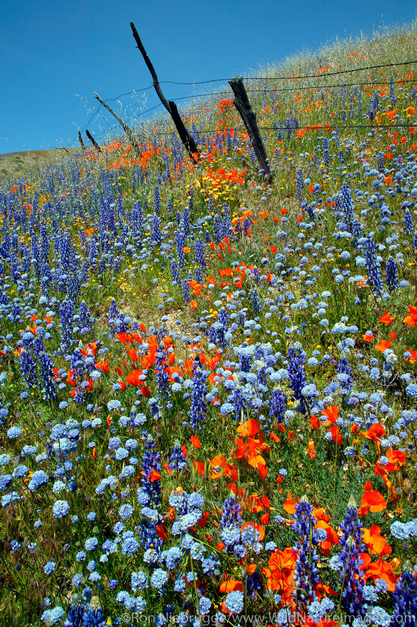 Fence and Wildflowers near Gorman, California