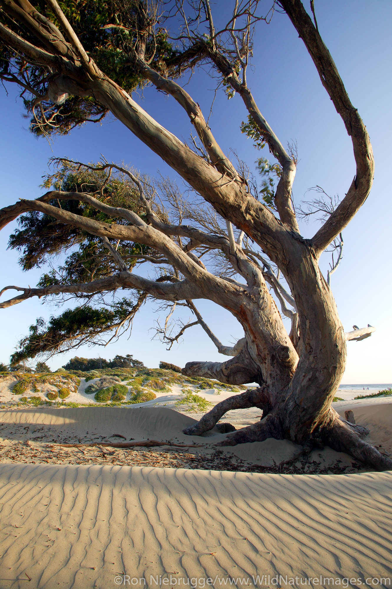 A tree in the sand dunes, Pismo Beach State Beach, California.
