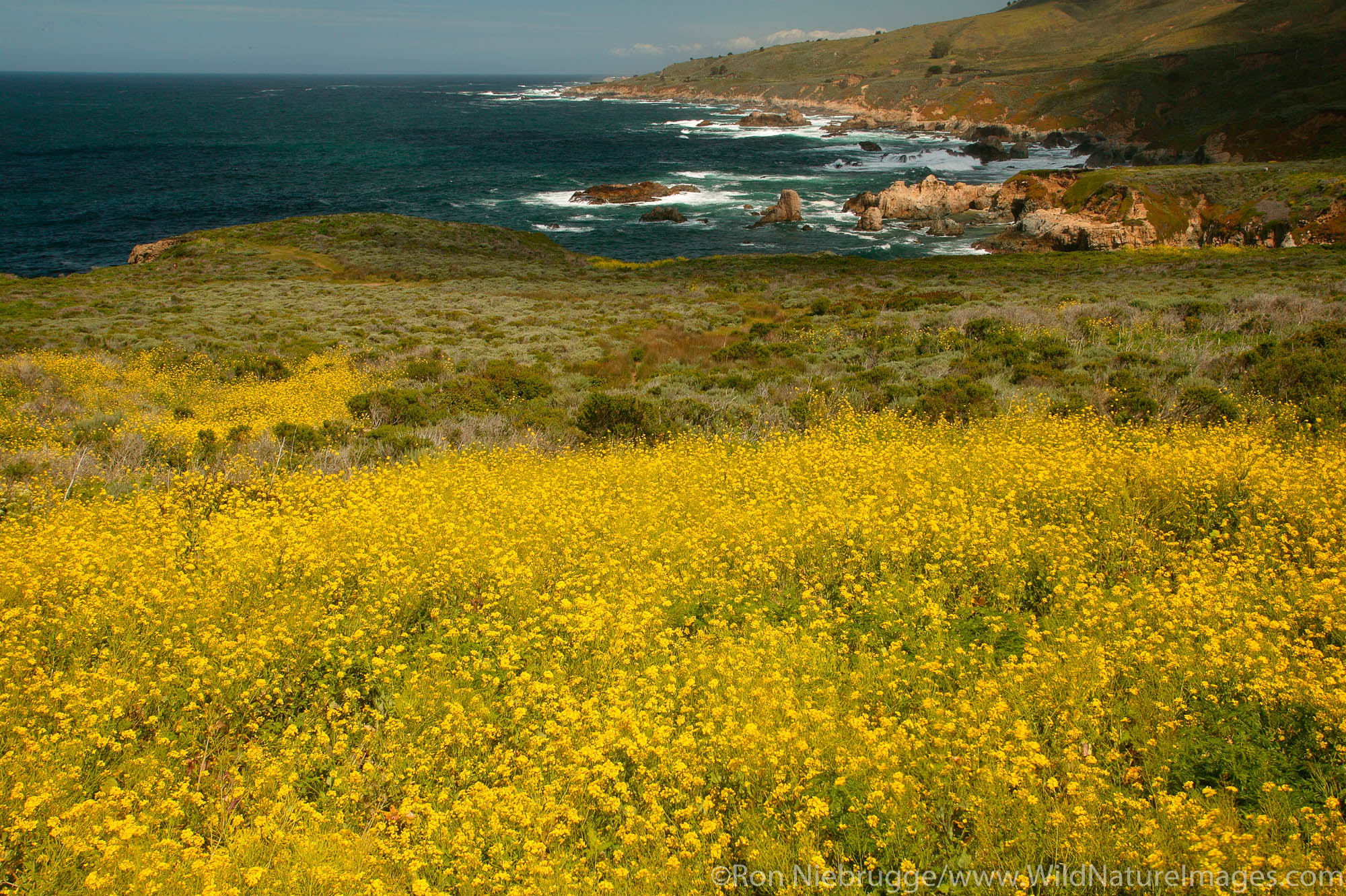 Fields of wildflowers along Highway one and the Big Sur coast, California.