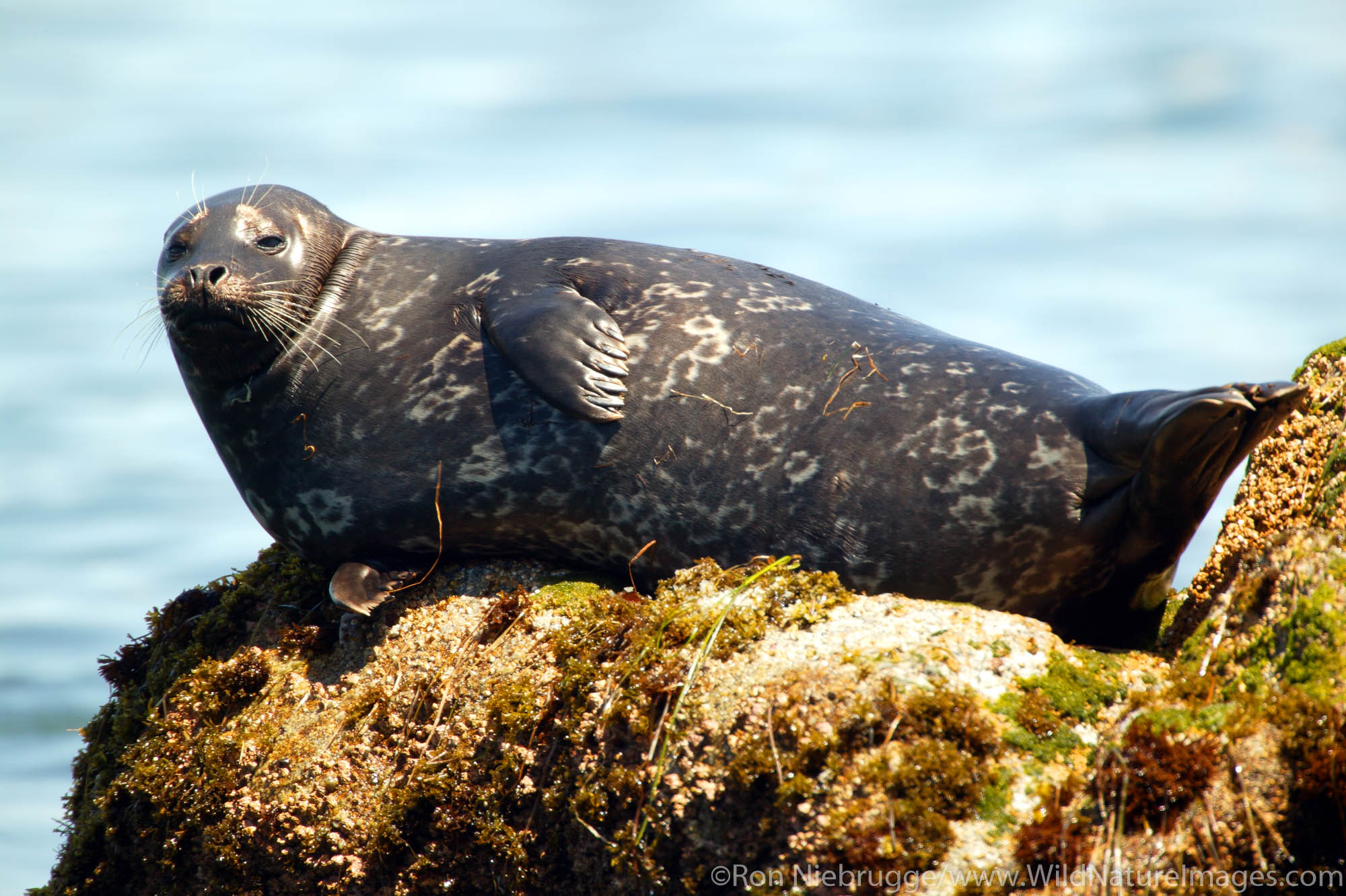 Harbor Seal (Phoca vitulina) on rock.  Monterey Peninsula, Pacific Grove, California.