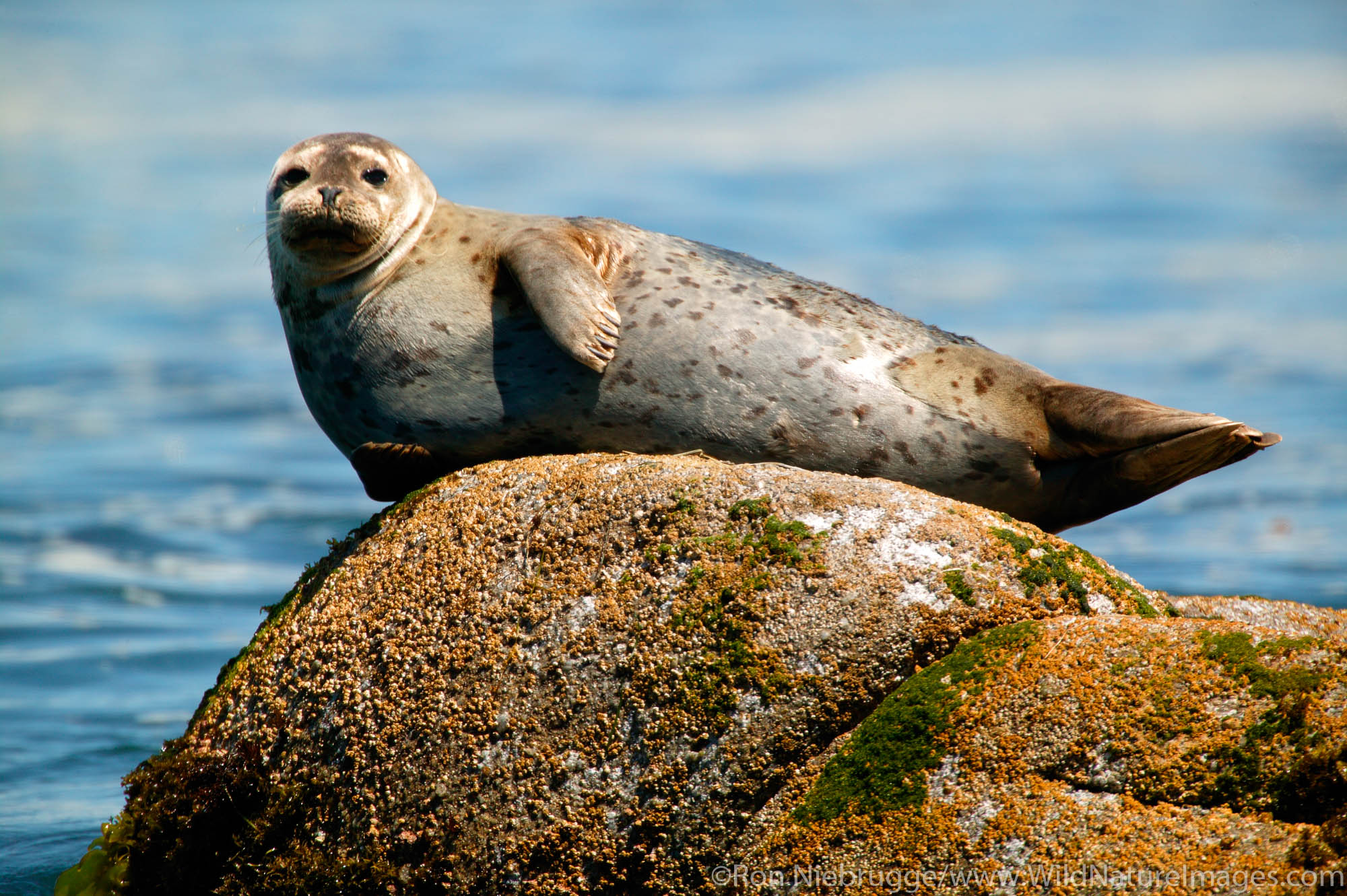 Harbor Seal Central Coast California Photos By Ron Niebrugge Harbor Seal Central Coast California Photos By Ron Niebrugge