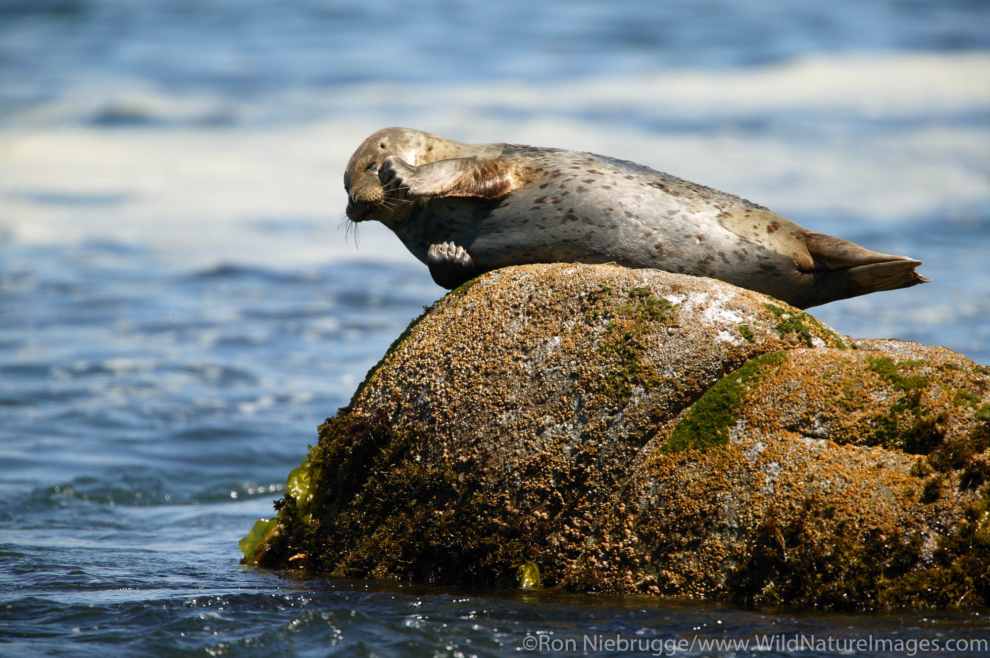 Harbor Seal Harbor Seal (Phoca vitulina) on rock. Monterey Peninsula, Pacific Grove, California.