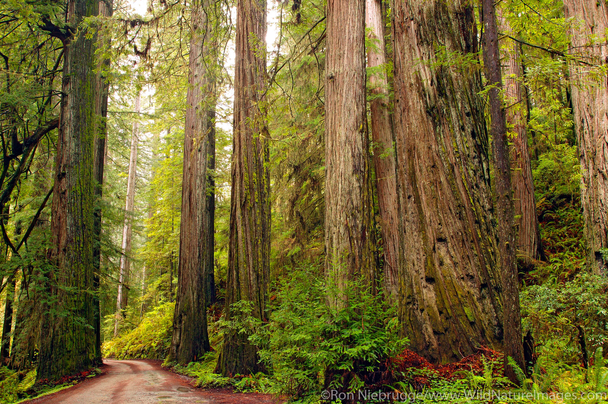 Howland Hill Road. Jedediah Smith Redwood State Park.  Northern California.