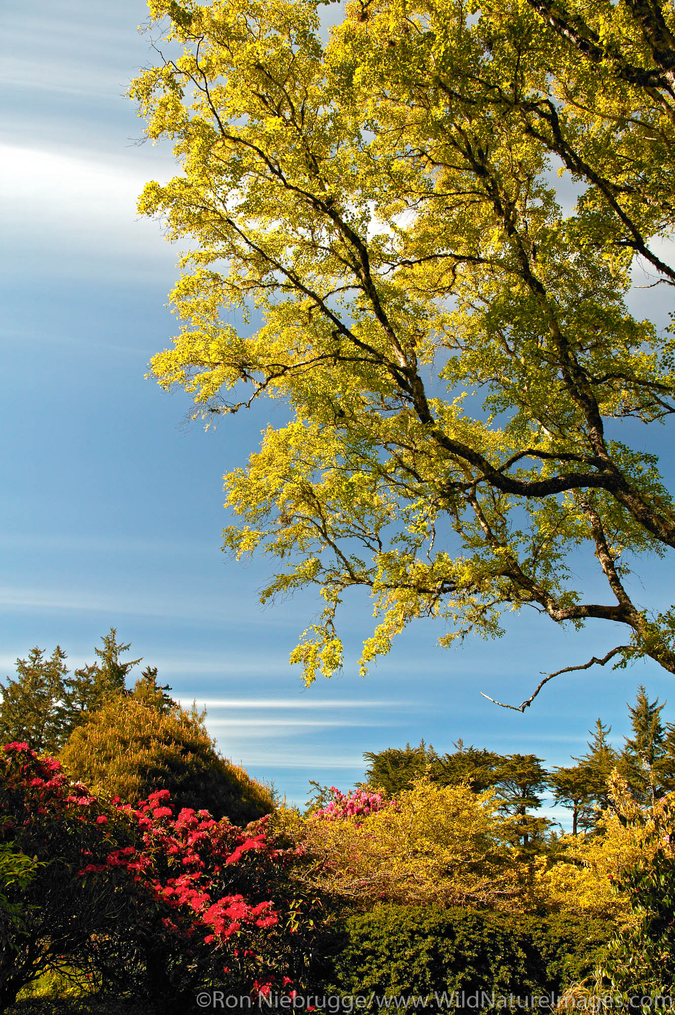 Gardens at Shore Acres State Park. Cape Arago, Oregon.