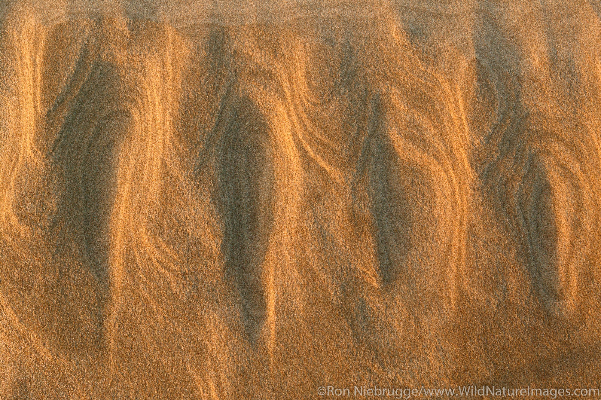 Oregon Dunes National Recreation Area, at Jessie M Honeyman State Park, Oregon.