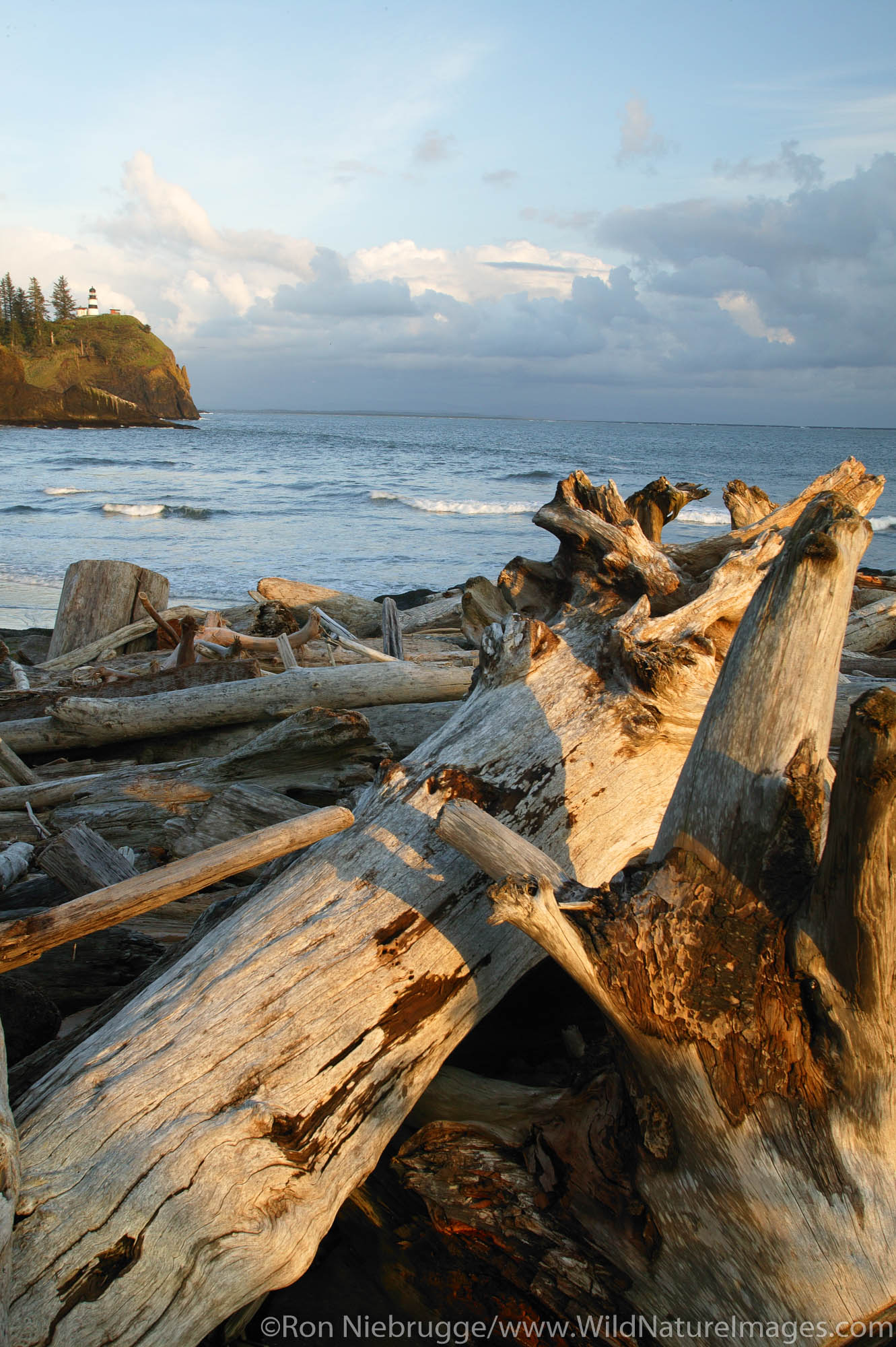 Driftwood on beach at the mouth of the Columbia River.  Cape Disappointment Lighthouse in background.  Cape Disappointment State...