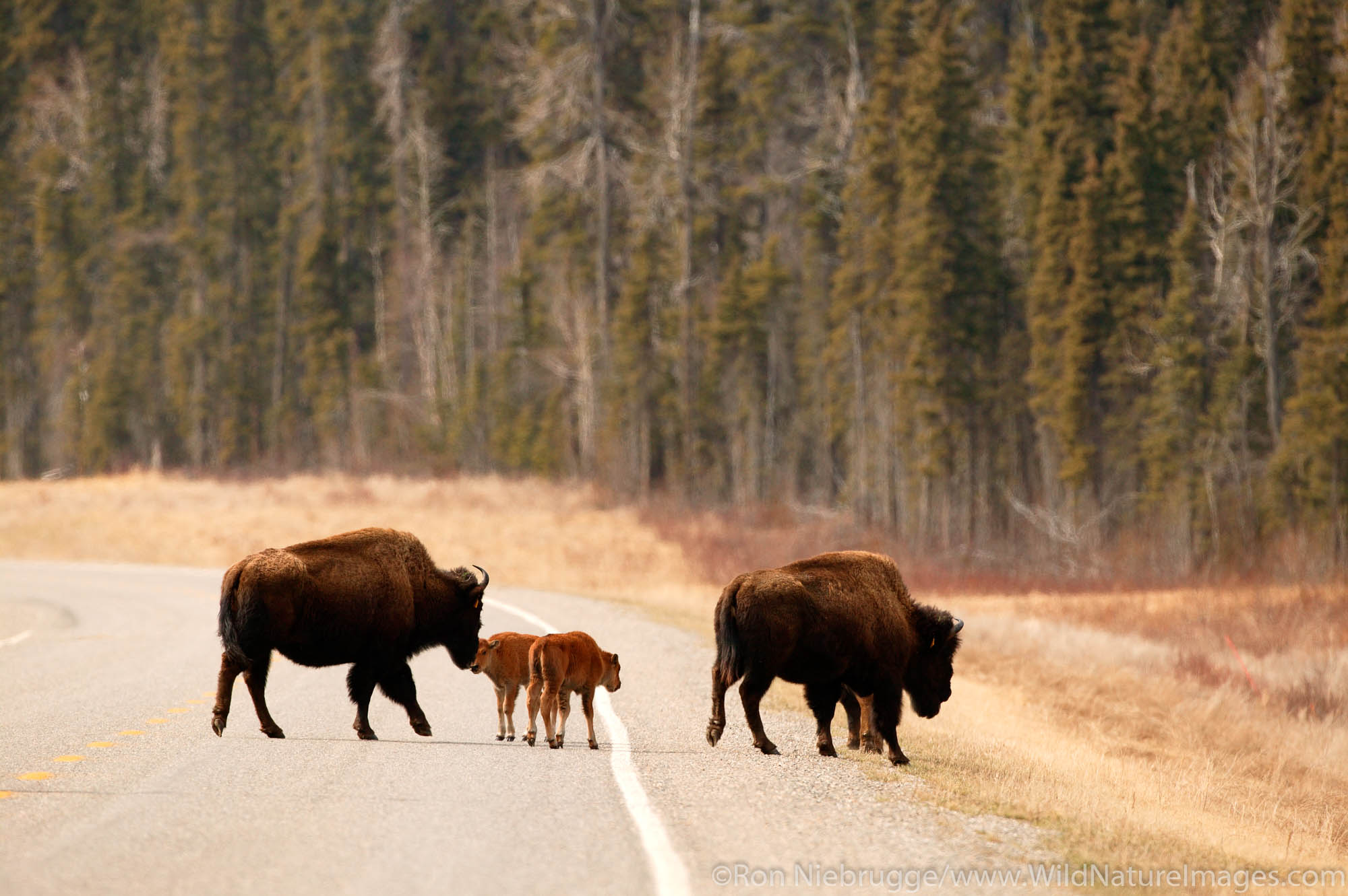 Bison Bison along the Alaska Highway, British Columbia, Canada.