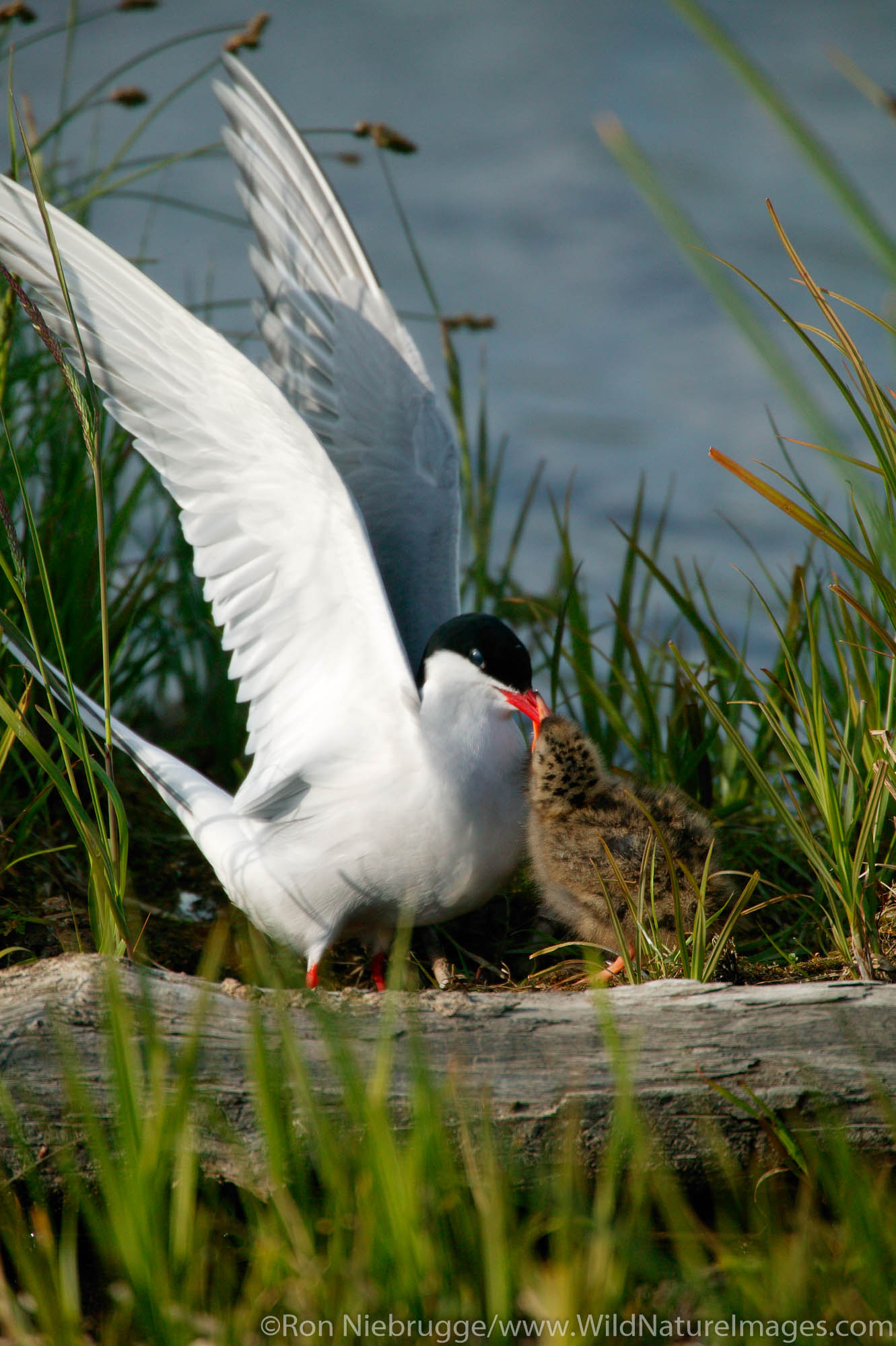 Arctic Tern with chick, at Potter's Marsh, near Anchorage, Alaska.